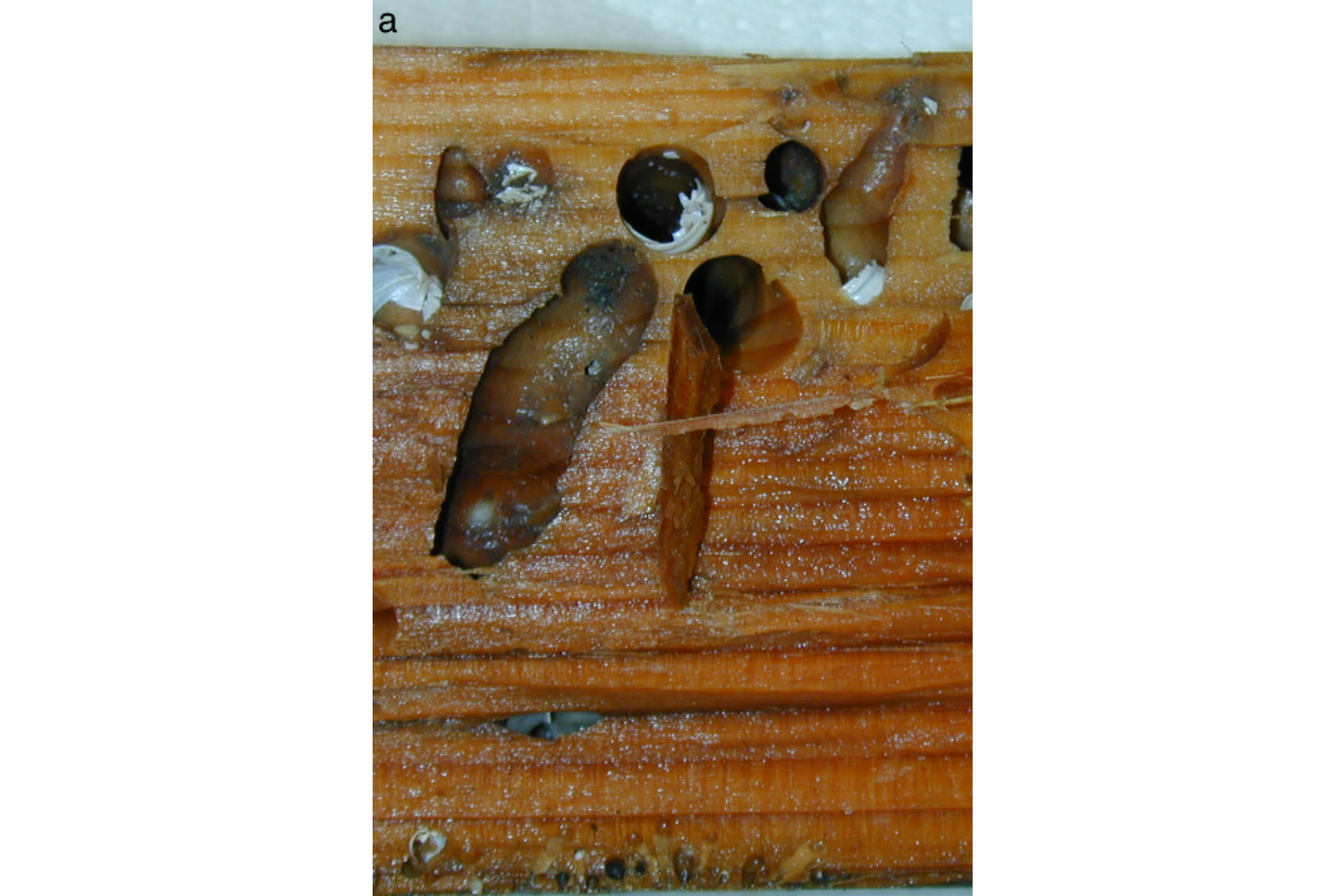 A close-up of a wet piece of wood with holes and grooves created by wood-boring clams.