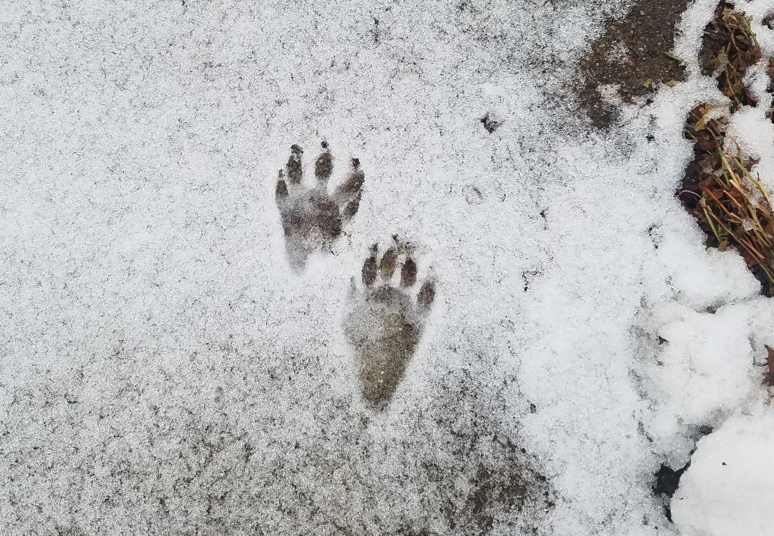 animal footprints in the snow