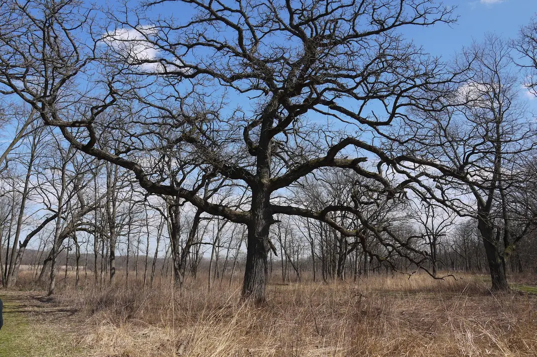 a large tree in winter, with no leaves