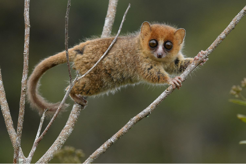 A small reddish-brown lemur with large black eyes stands across branches of a leafless shrub