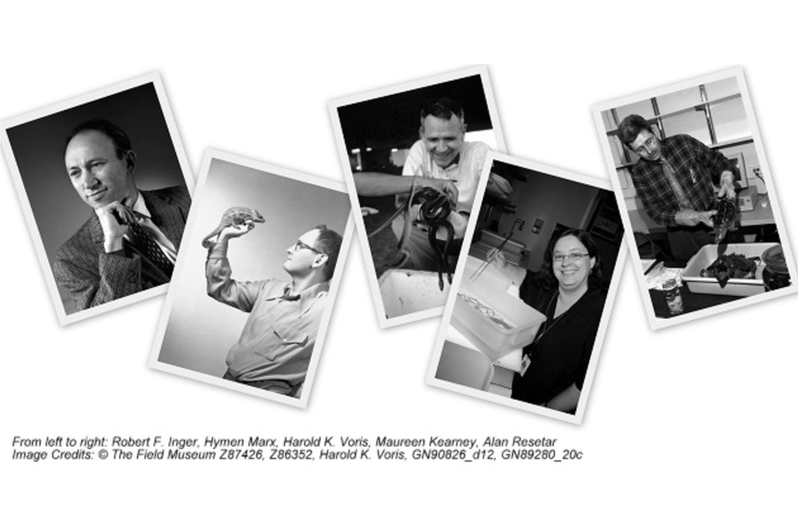 Composite image of five museum scientists, l to r, Robert F. Inger, Hymen Marx, Harold K. Voris, Maureen Kearney, Alan Resetar
