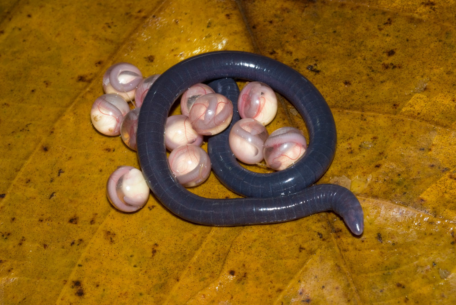 A small grey worm-shaped amphibian with its eggs on a brown leaf.