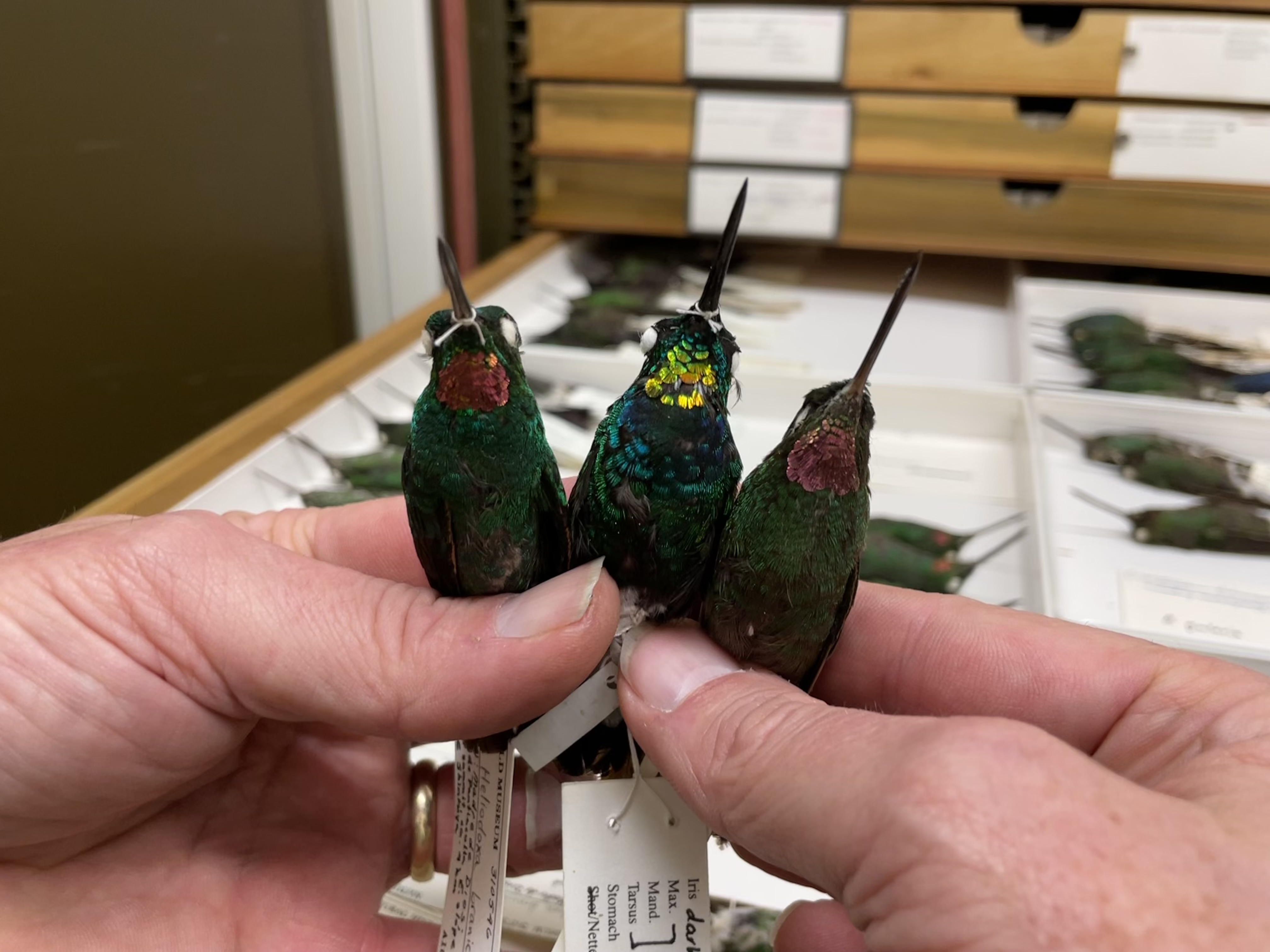 Three hummingbird specimens being held in a person's fingers. Museum collections drawers can be seen slightly blurred behind.
