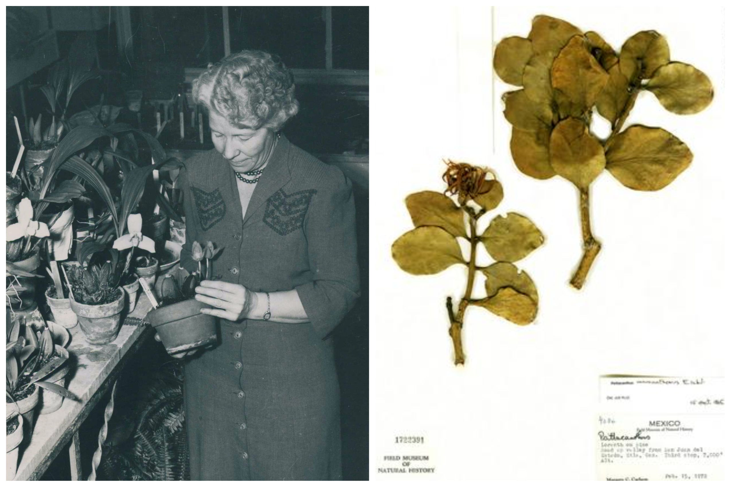 On the left, a woman looking down at a potted plant she is holding. She stands next to a work bench full of more potted plants. On the right, a herbarium specimen.