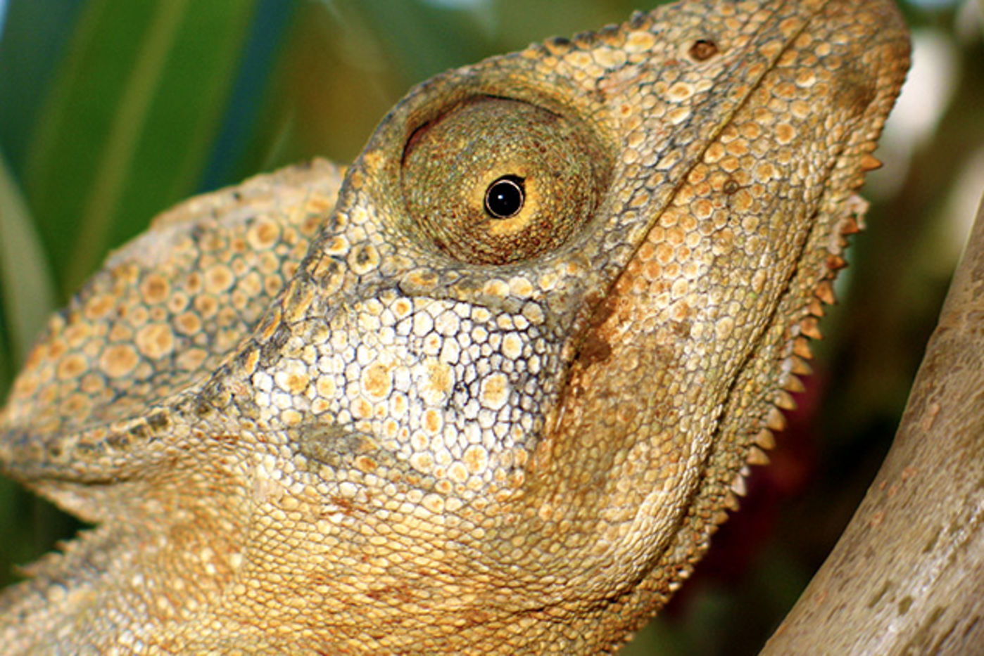 A close-up of a beige lizard's eye and head
