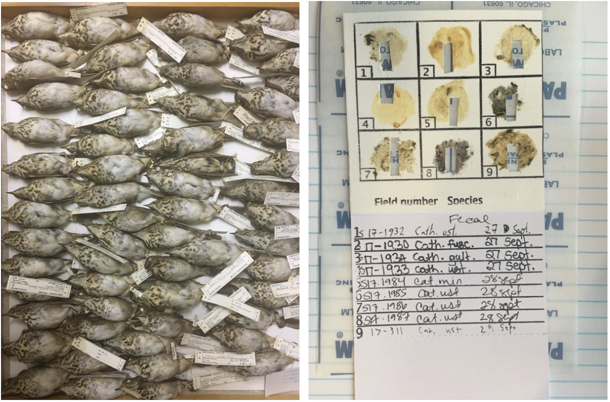 Left: A drawer full of thrushes in the Field Museum’s collection. Right: A card of samples of bird poop used for DNA analysis