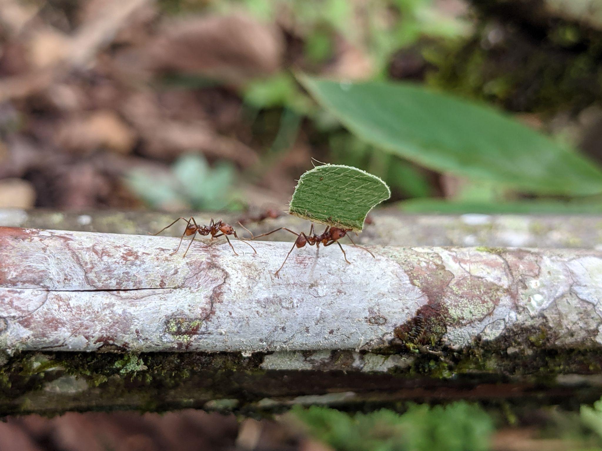 Two ants, one of the holding part of a leaf, walk across a branch