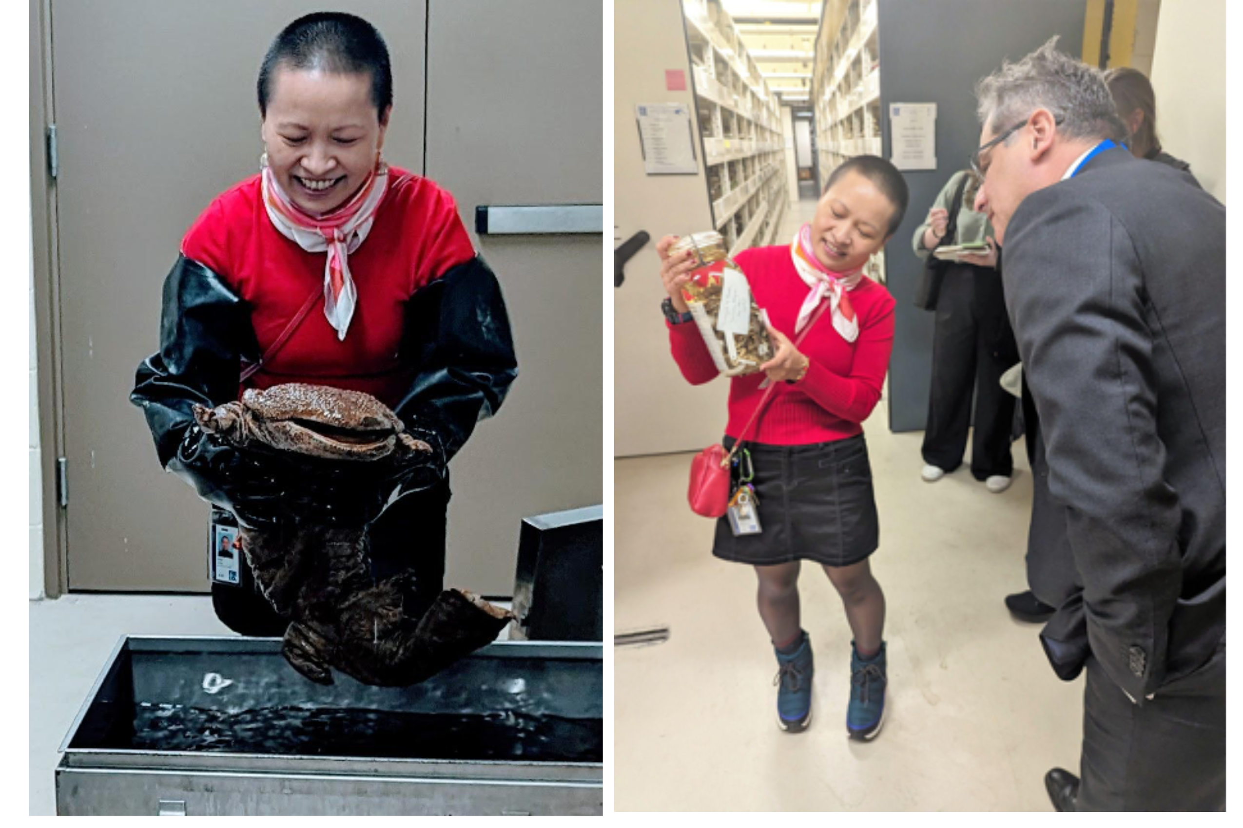 Left, a woman stands holding a specimen of a large salamander; right, a woman holds a jar containing museum specimens as a man looks on.