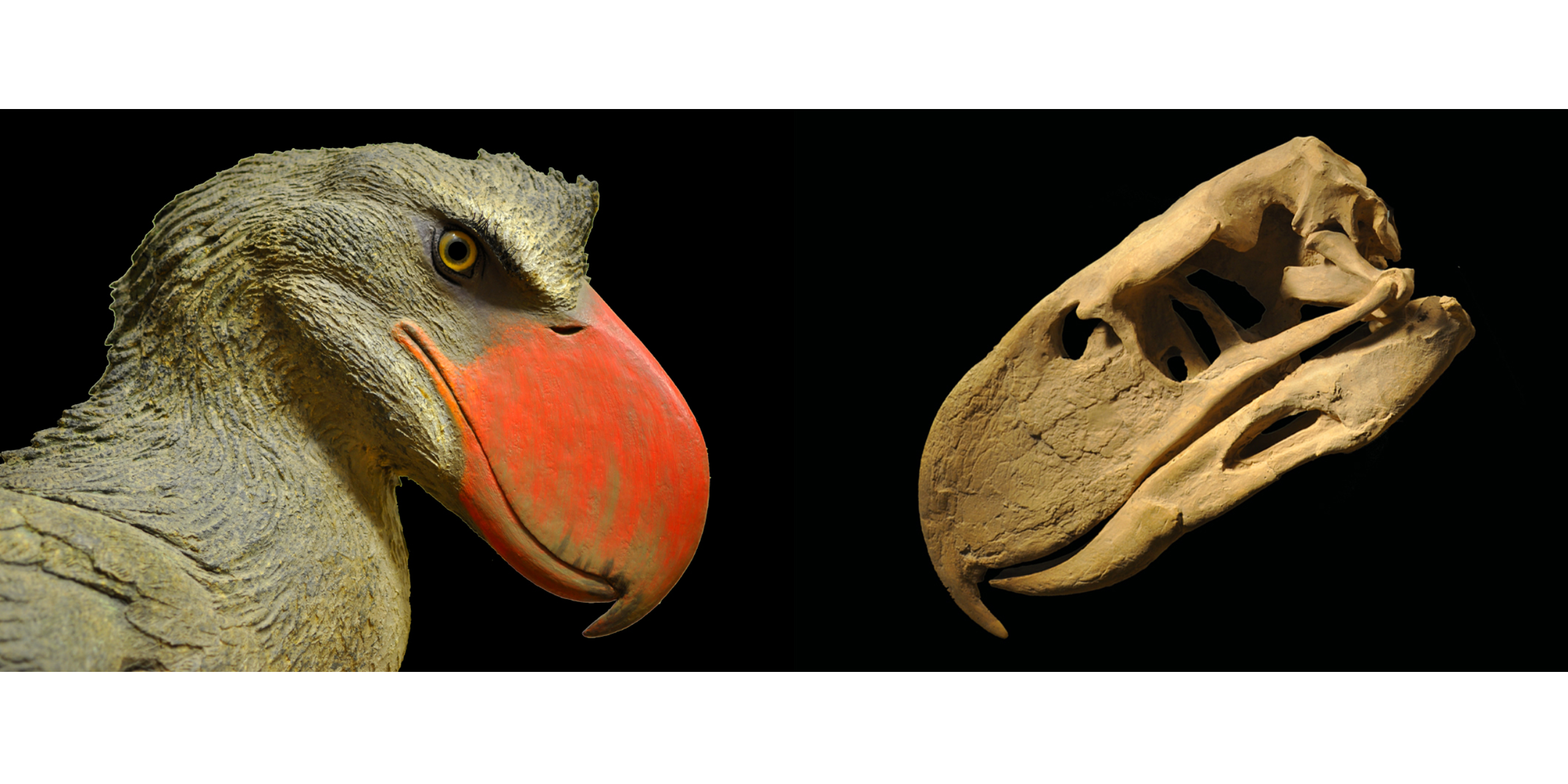 a model bird face to face with a fossil skeleton of the same bird