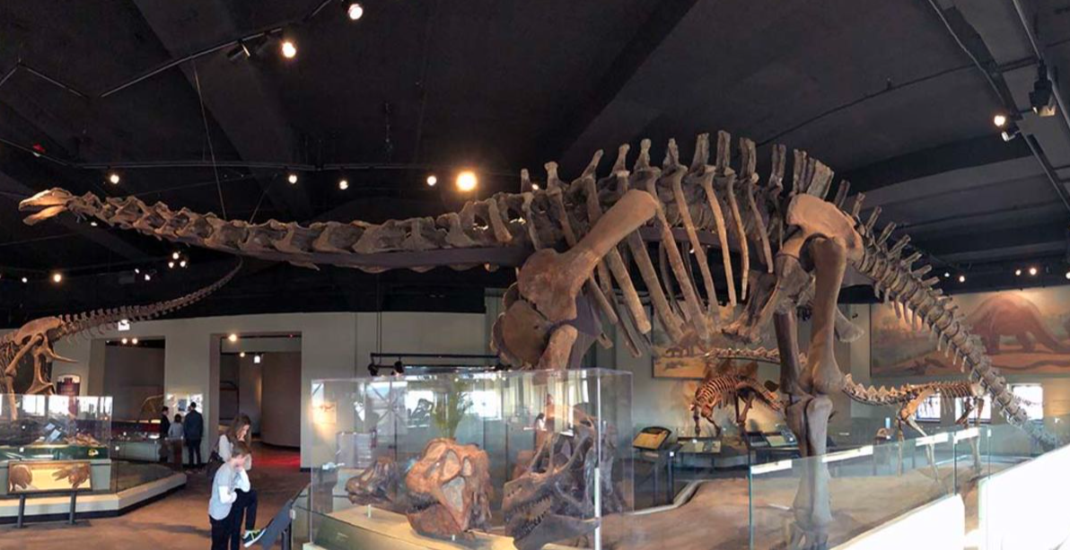 Brontasaurus Skeleton in Evolving Planet Exhibit