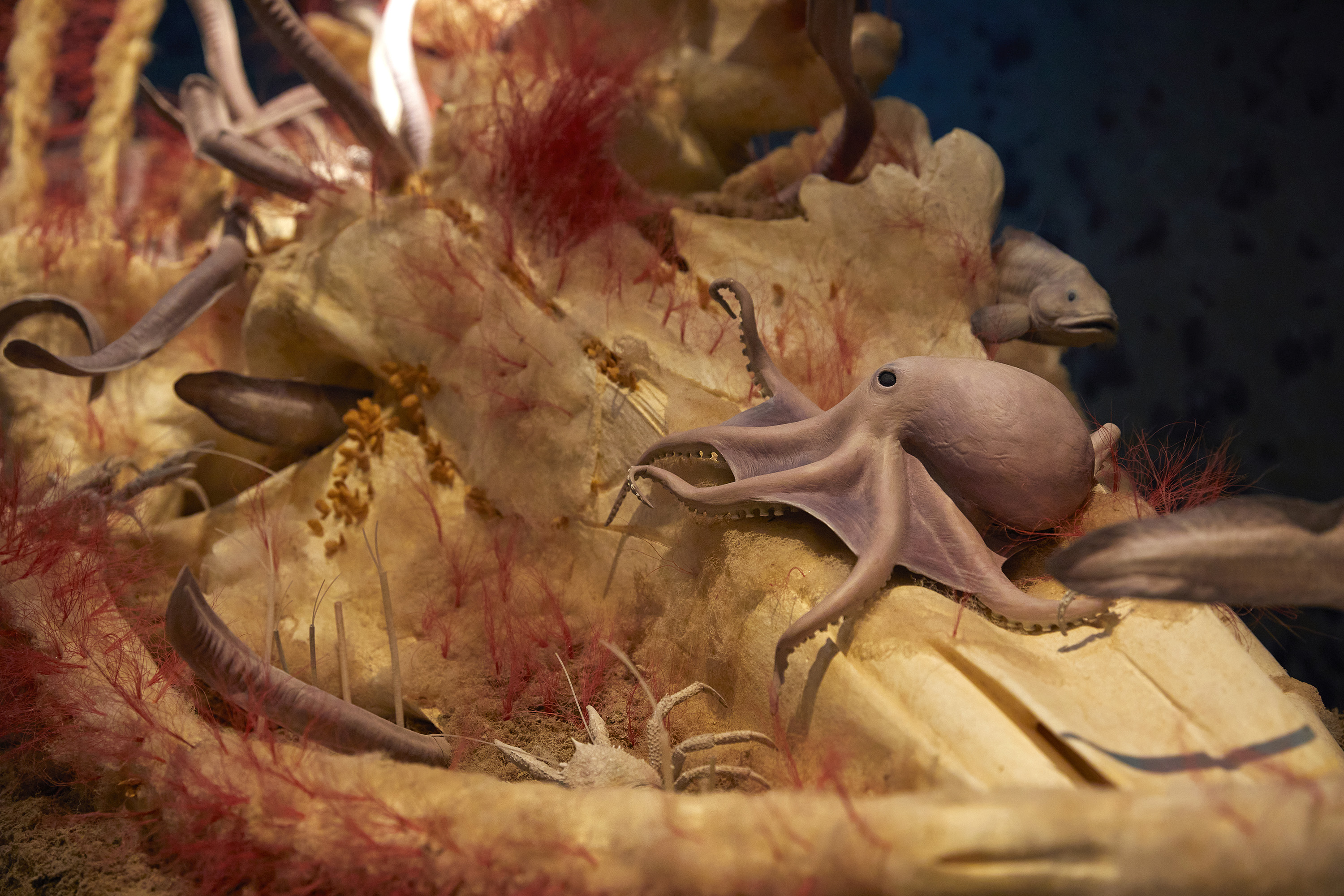 An octopus and other creatures feed on a whale carcass in a recreation of a whale fall