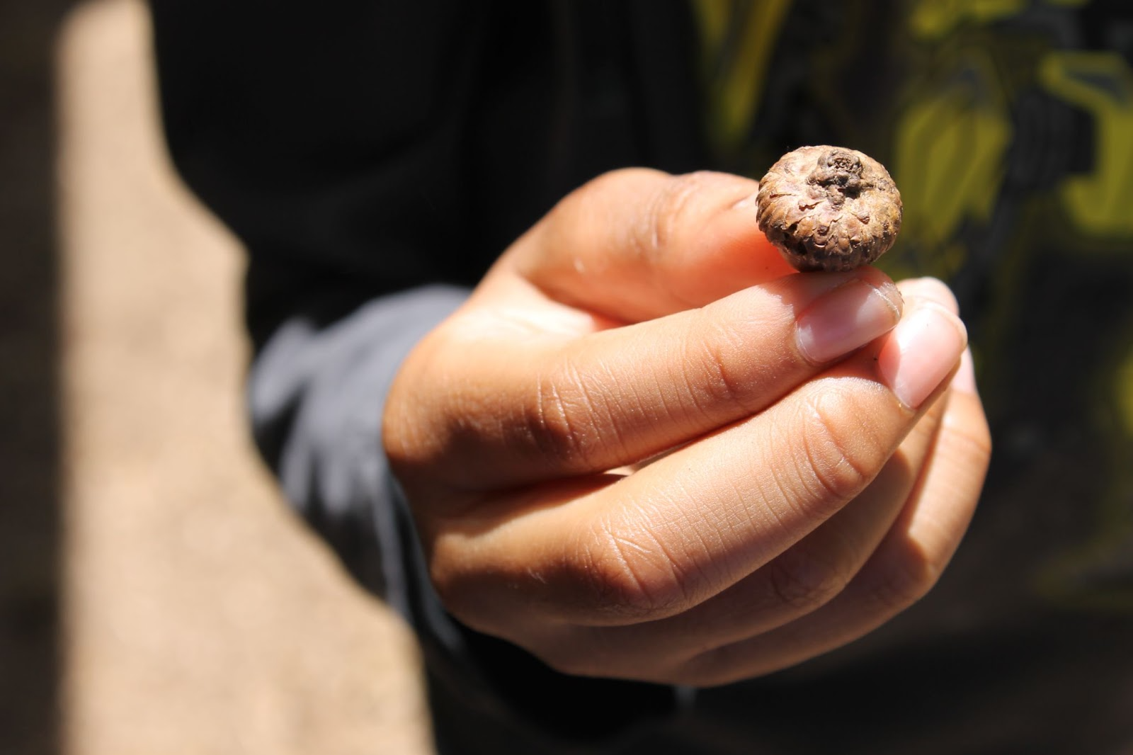 A close up of a person's hand holding an acorn