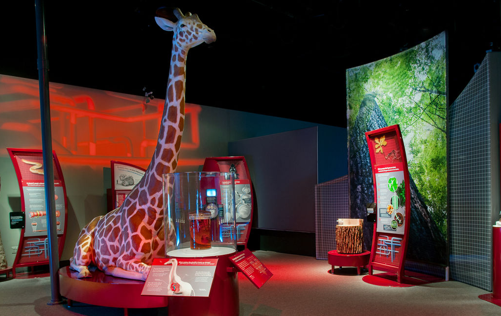 Biomechanics exhibition, with a life-size model of a giraffe