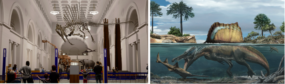 Left, a digital rendering of a museum interior with a spinosaurus fossil hanging from the ceiling. Right, an illustration of a spinosaurus how it would have looked in life, swimming and hunting underwater.