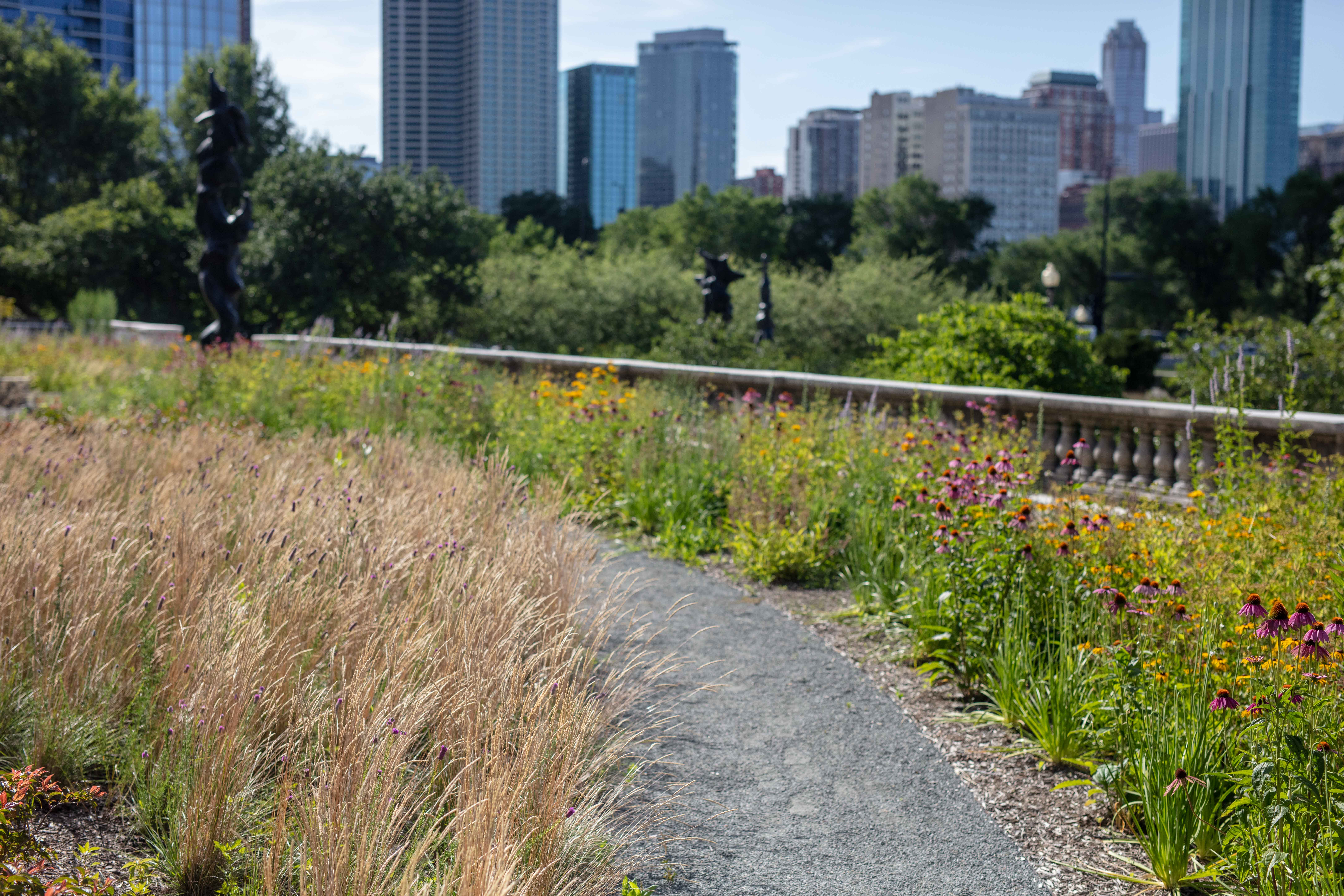 a gravel path through a garden of tall native plants, a city landscape of skyscrapers can me seen in the background