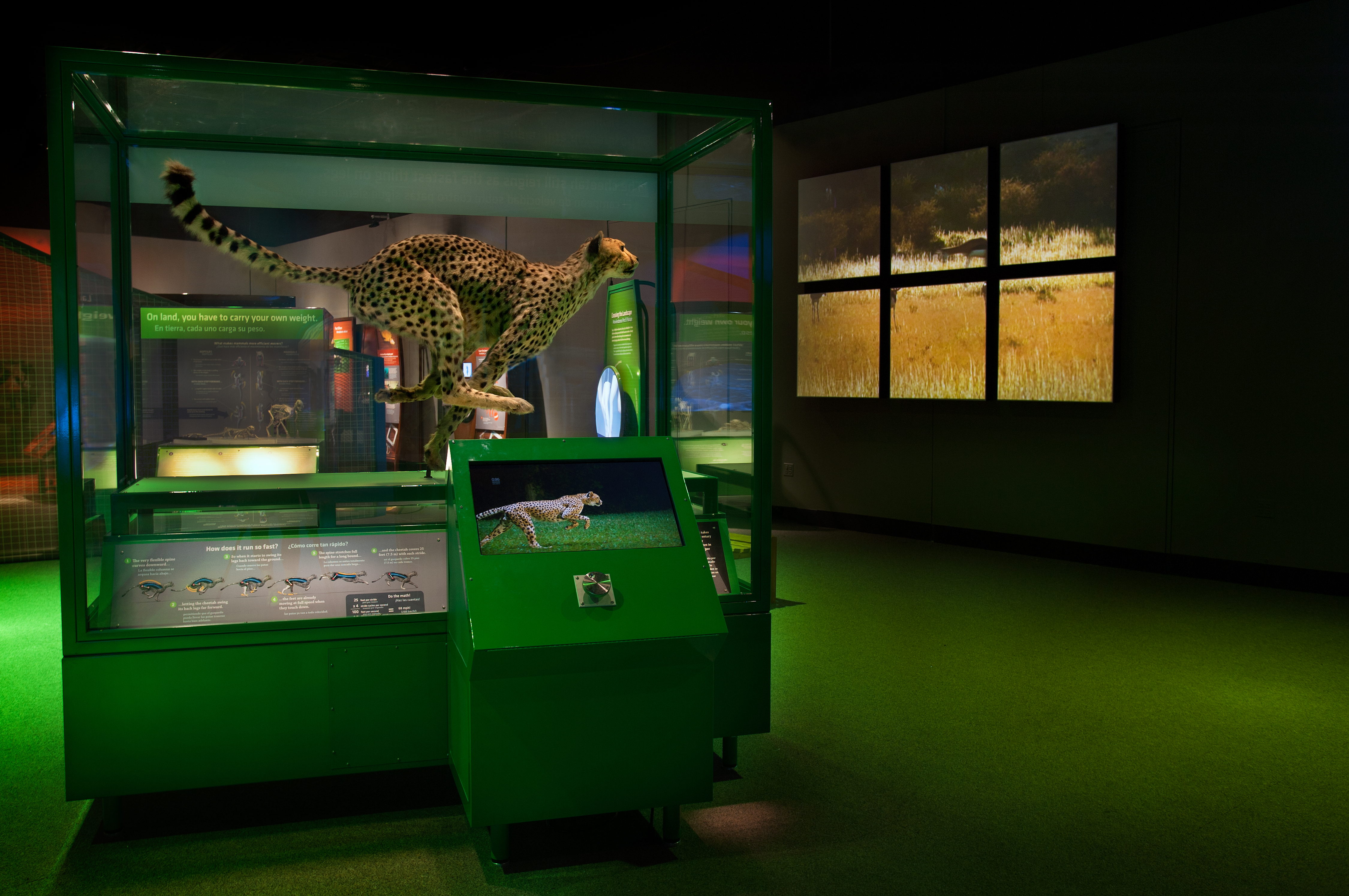 A section of Biomechanics exhibition featuring a cheetah in a running pose.