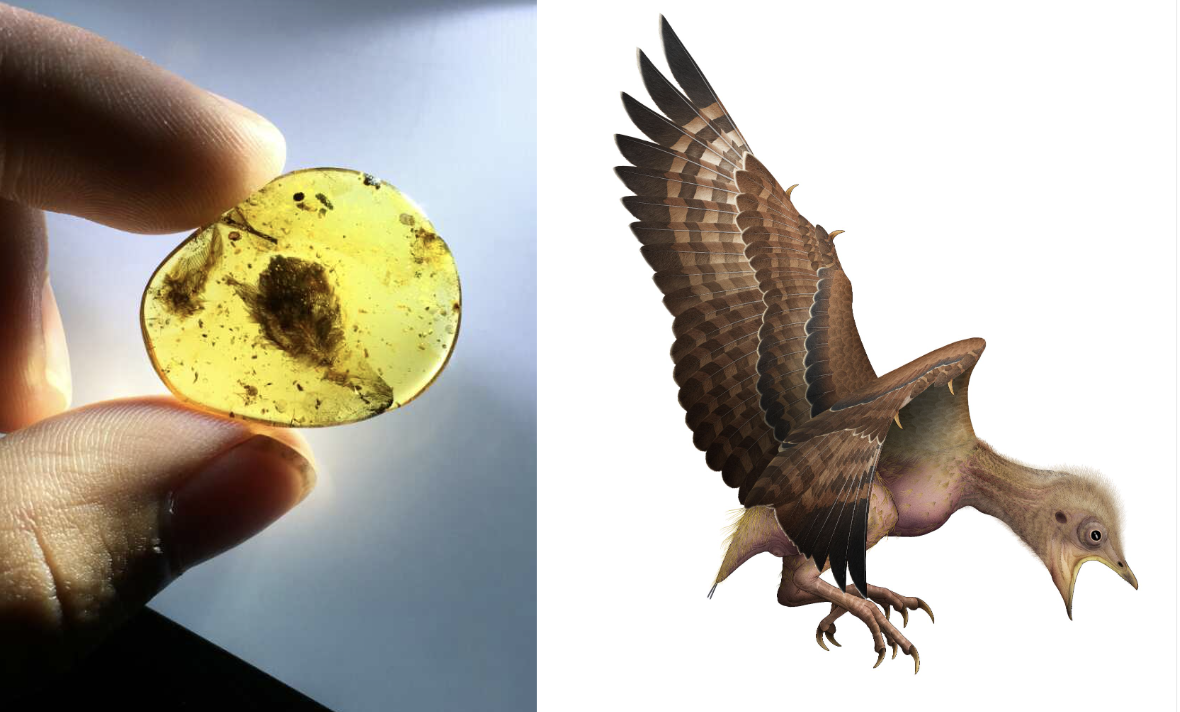 Left, a piece of amber containing preserved feathers held between a person's fingers; right, an illustration of a baby bird