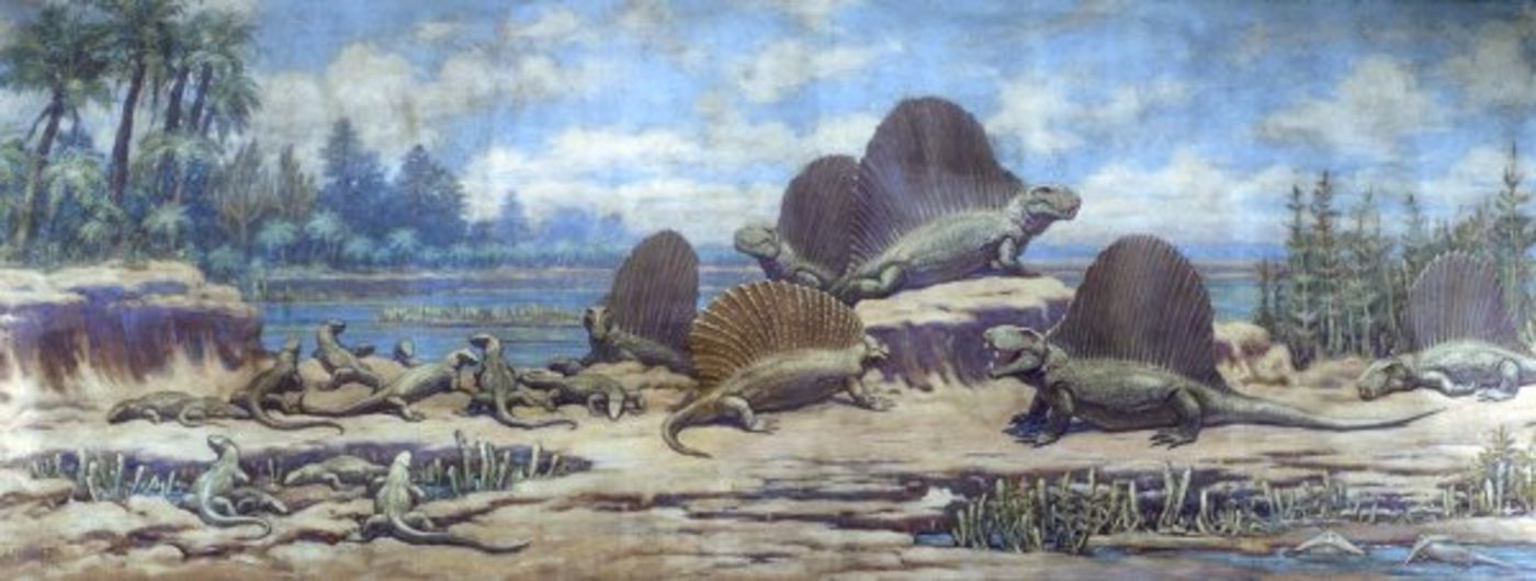 Image for The Fossil Non-mammalian Synapsid Collection at The Field Museum