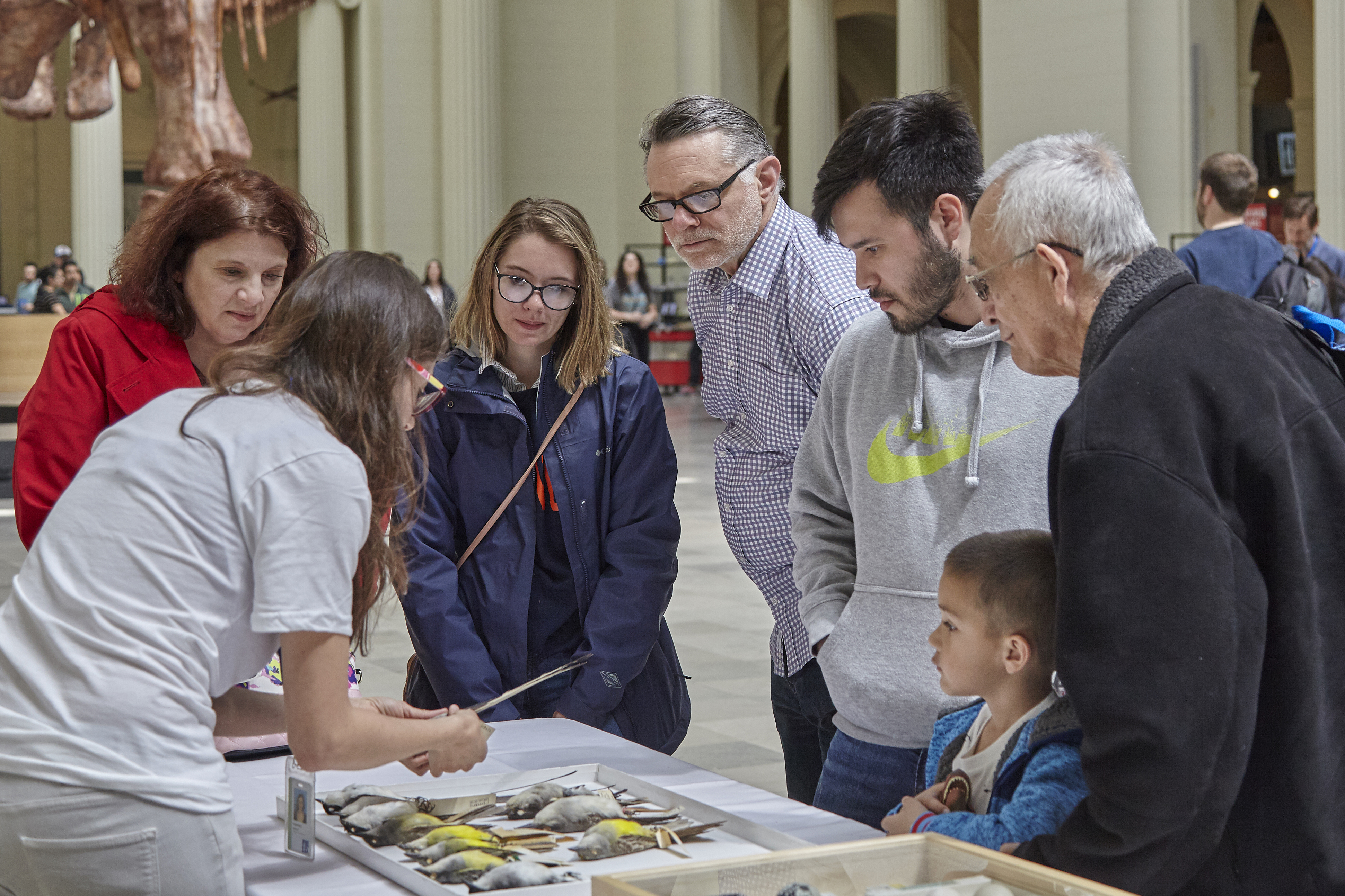 A group of visitors stand at a table looking at museum specimens that a museum staff member is presenting to them. Trays of bird specimens are laid out on the table.