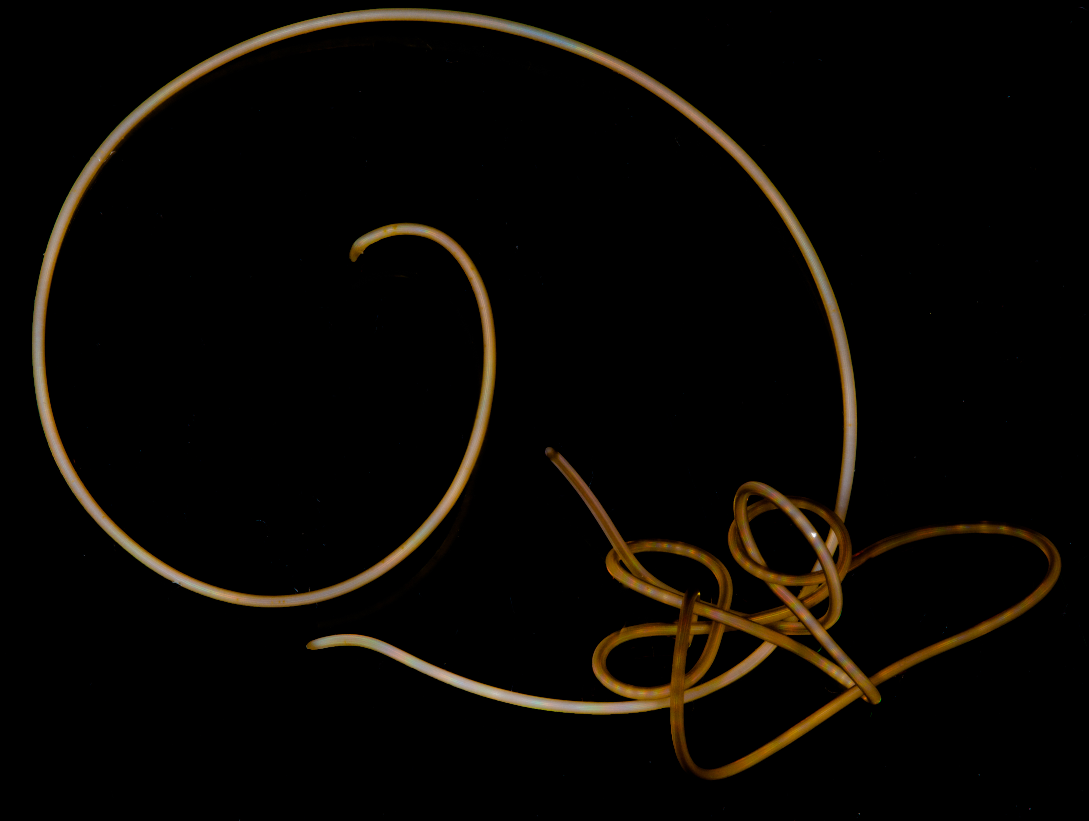 two long, thin, light-colored worms entangled together