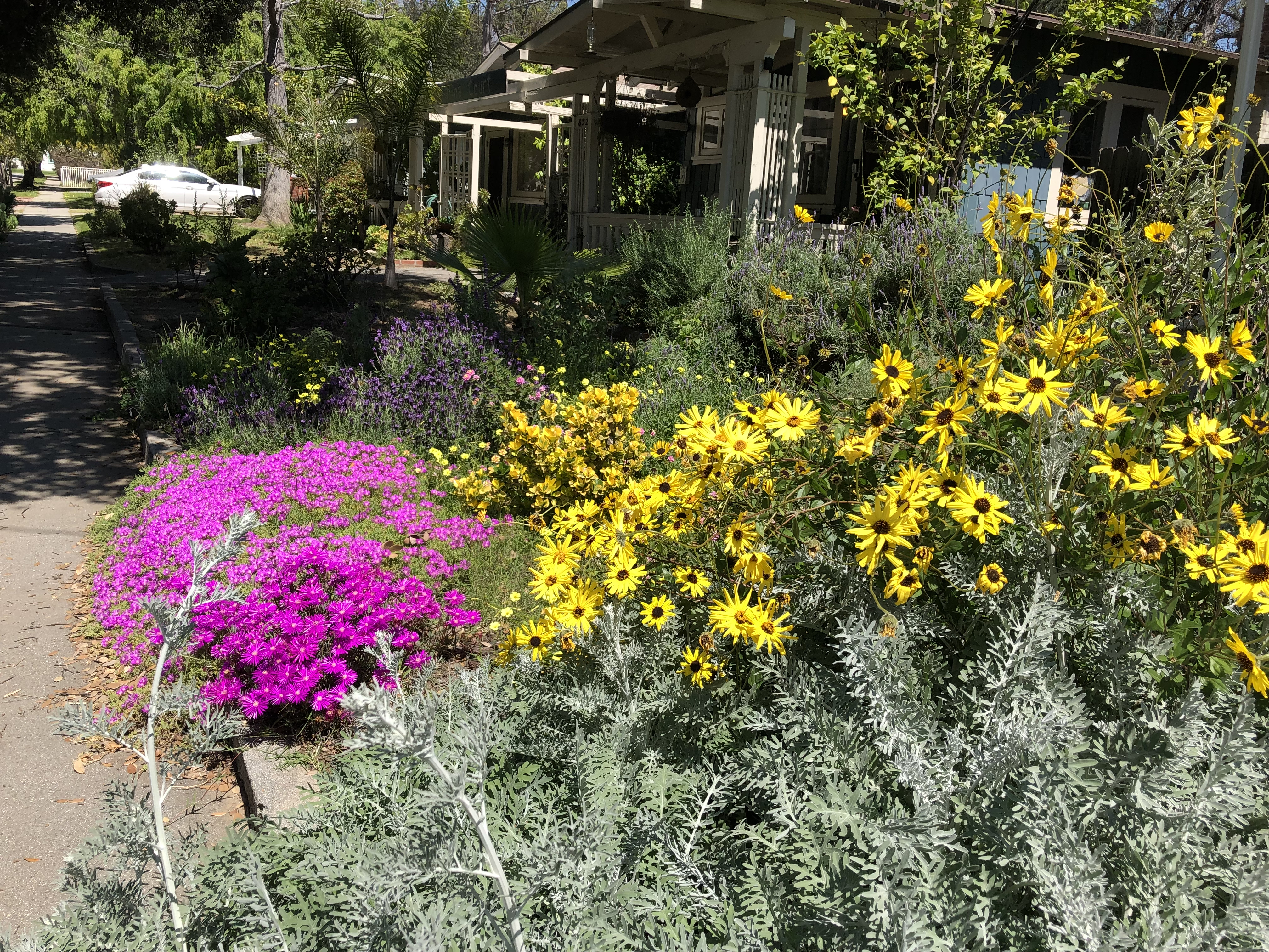 a front yard garden filled with native plants, including pink and yellow flowers and silver-green leaf plants