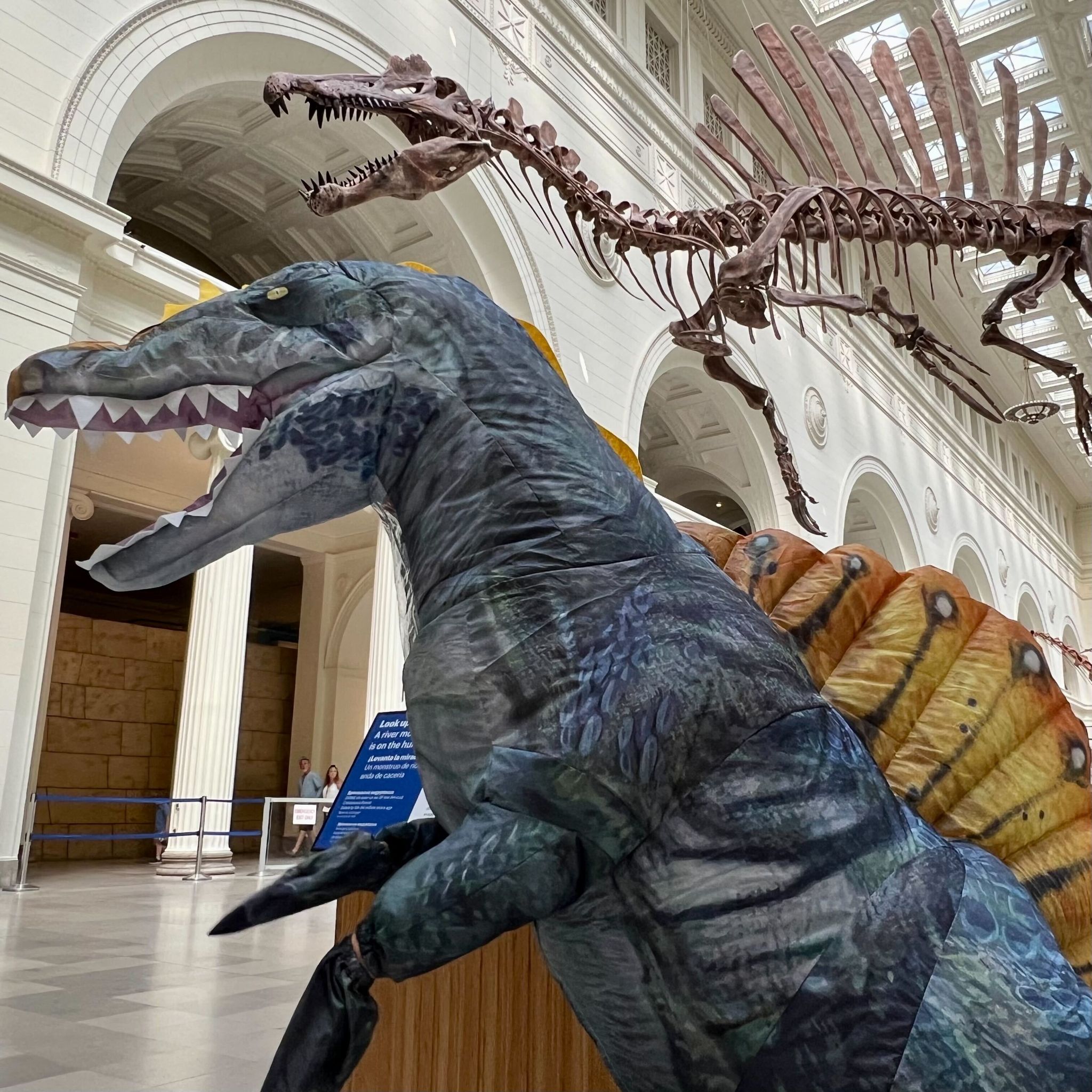 An inflatable spinosaurus costume stands below a spinosaurus fossil cast