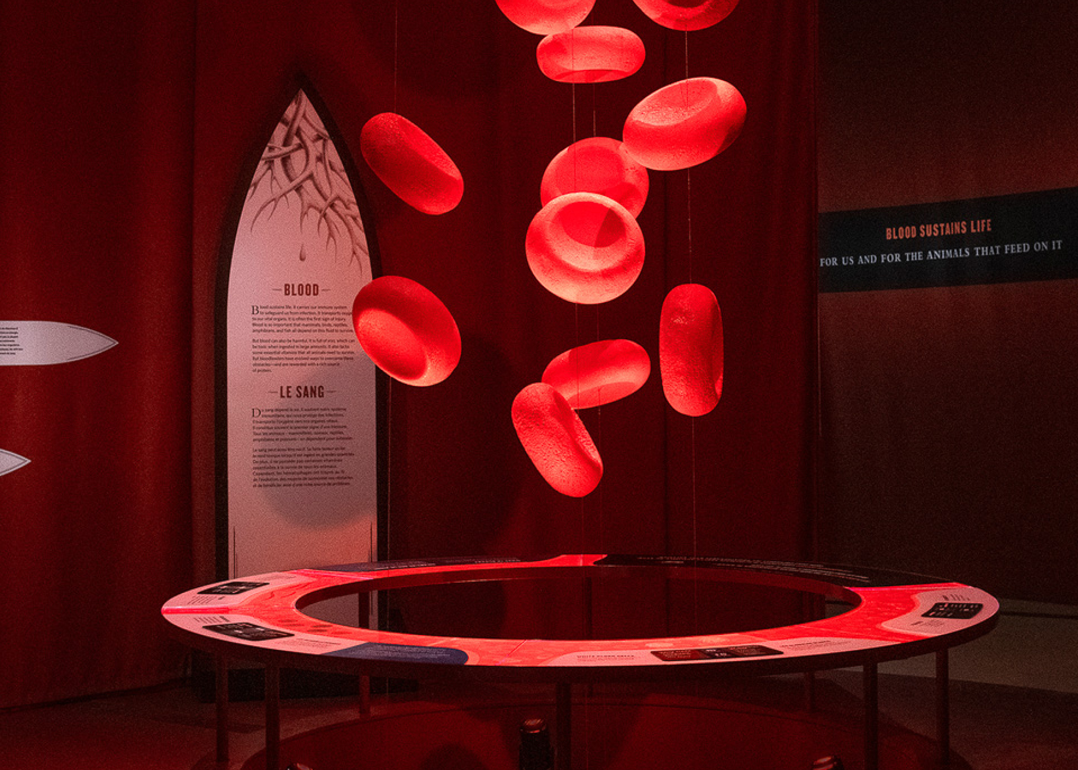 Model of red blood cells suspended in a museum exhibition.