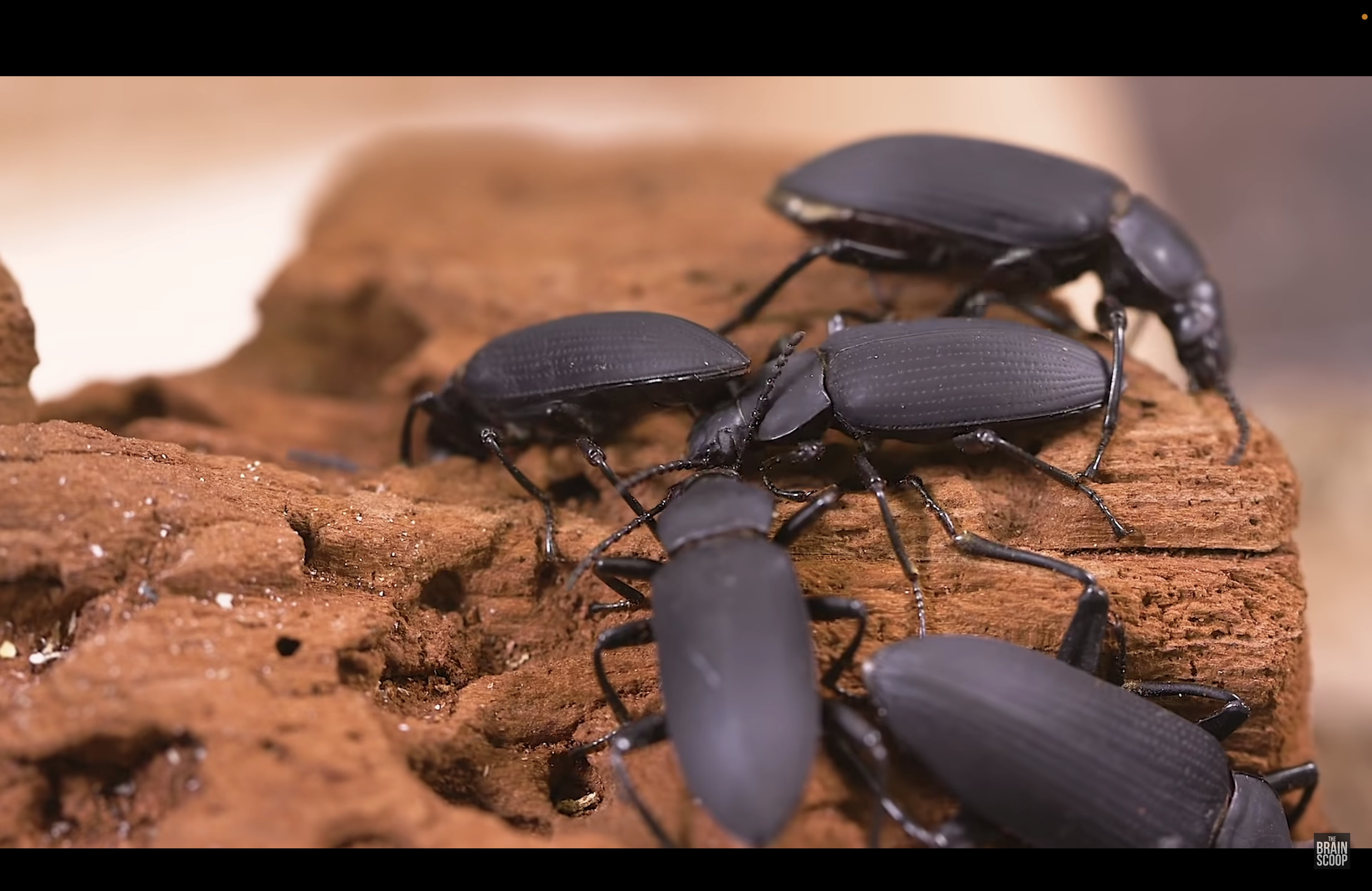 black beetles on red rocks