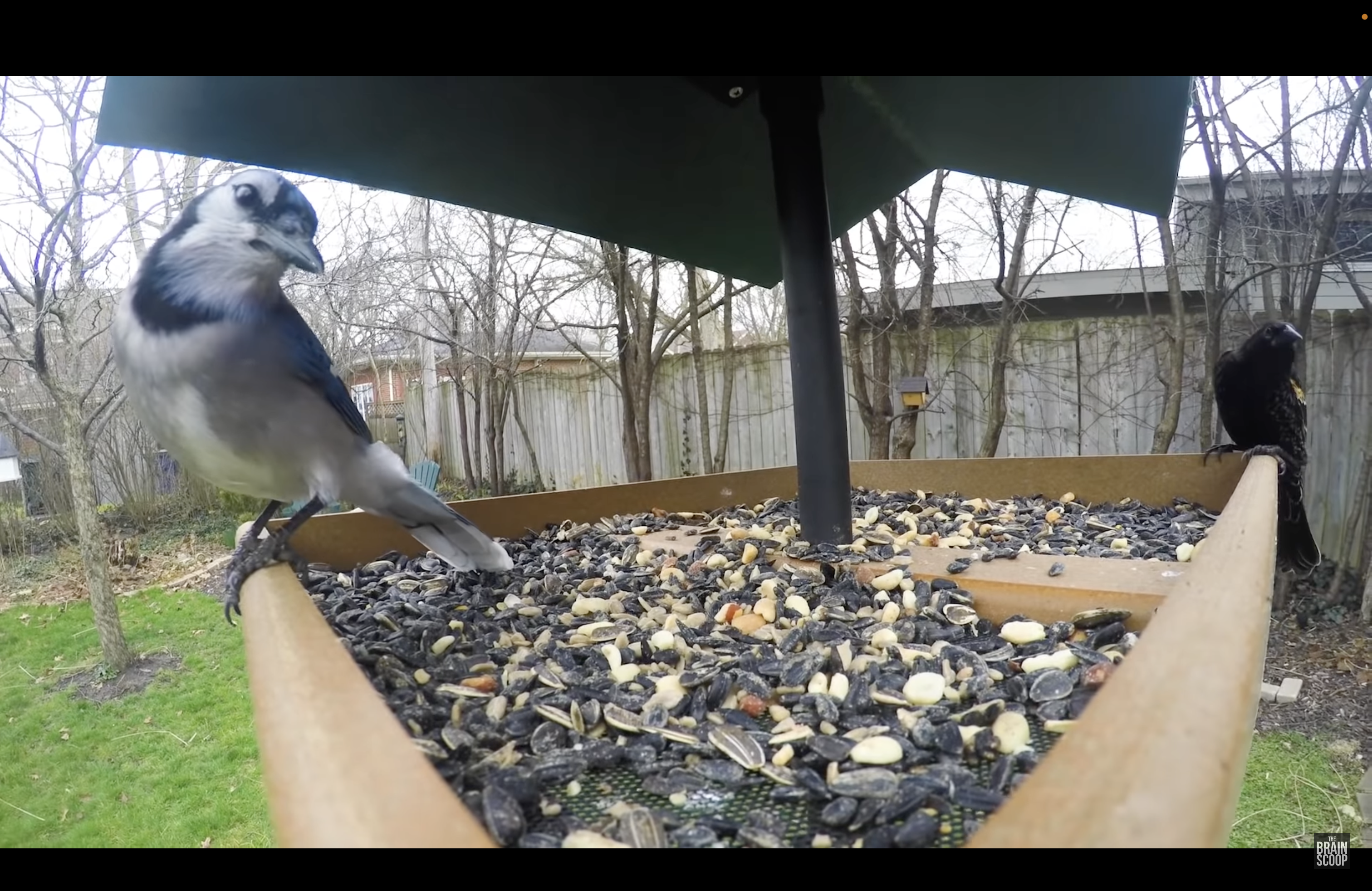 a webcam view of birds on a birdfeeder