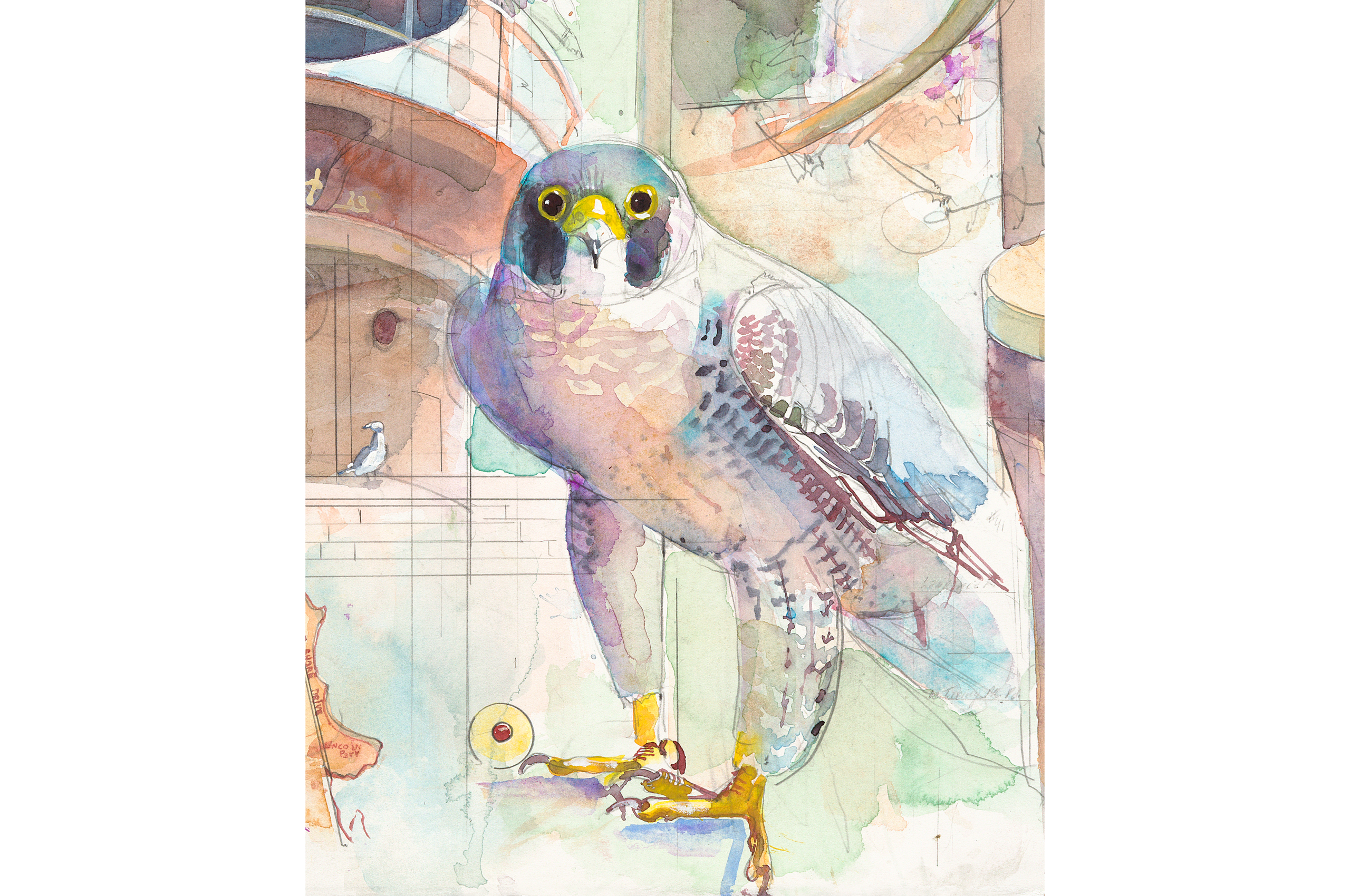 a watercolor painting of a perrigrine falcon