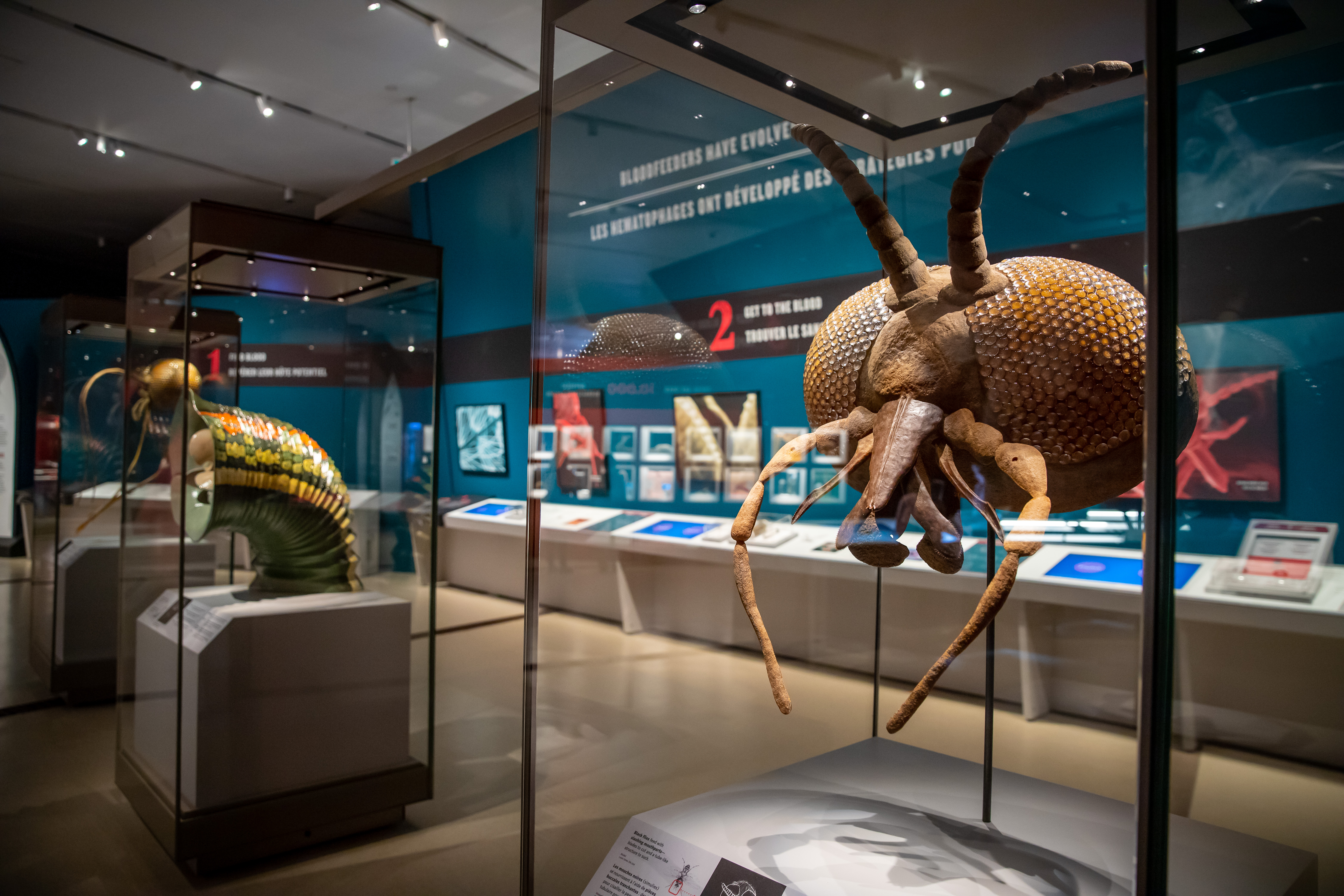 An oversized model of a mosquito head.