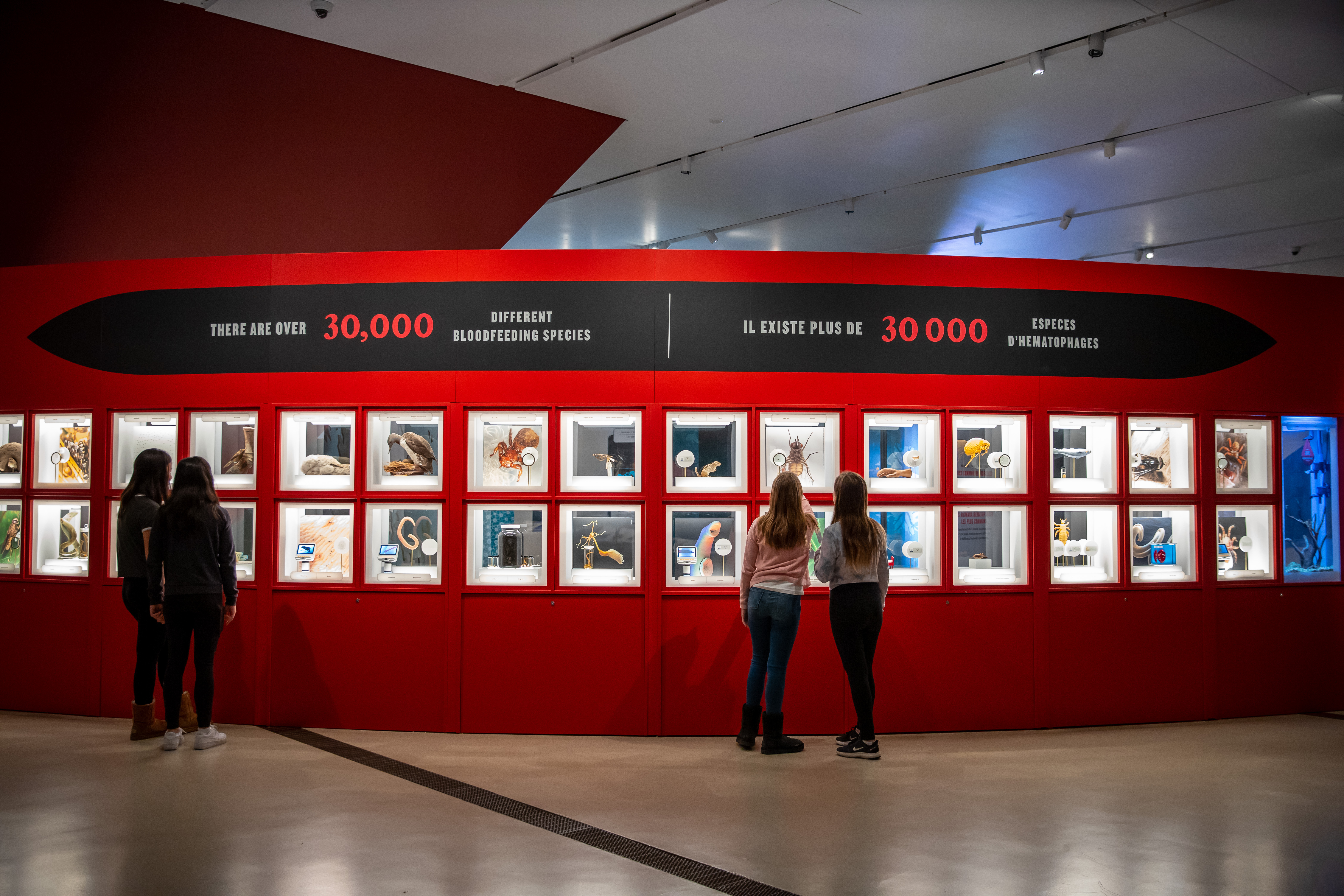 A large, red wall with windowed squares showcasing jarred or model bloodsucking animals.