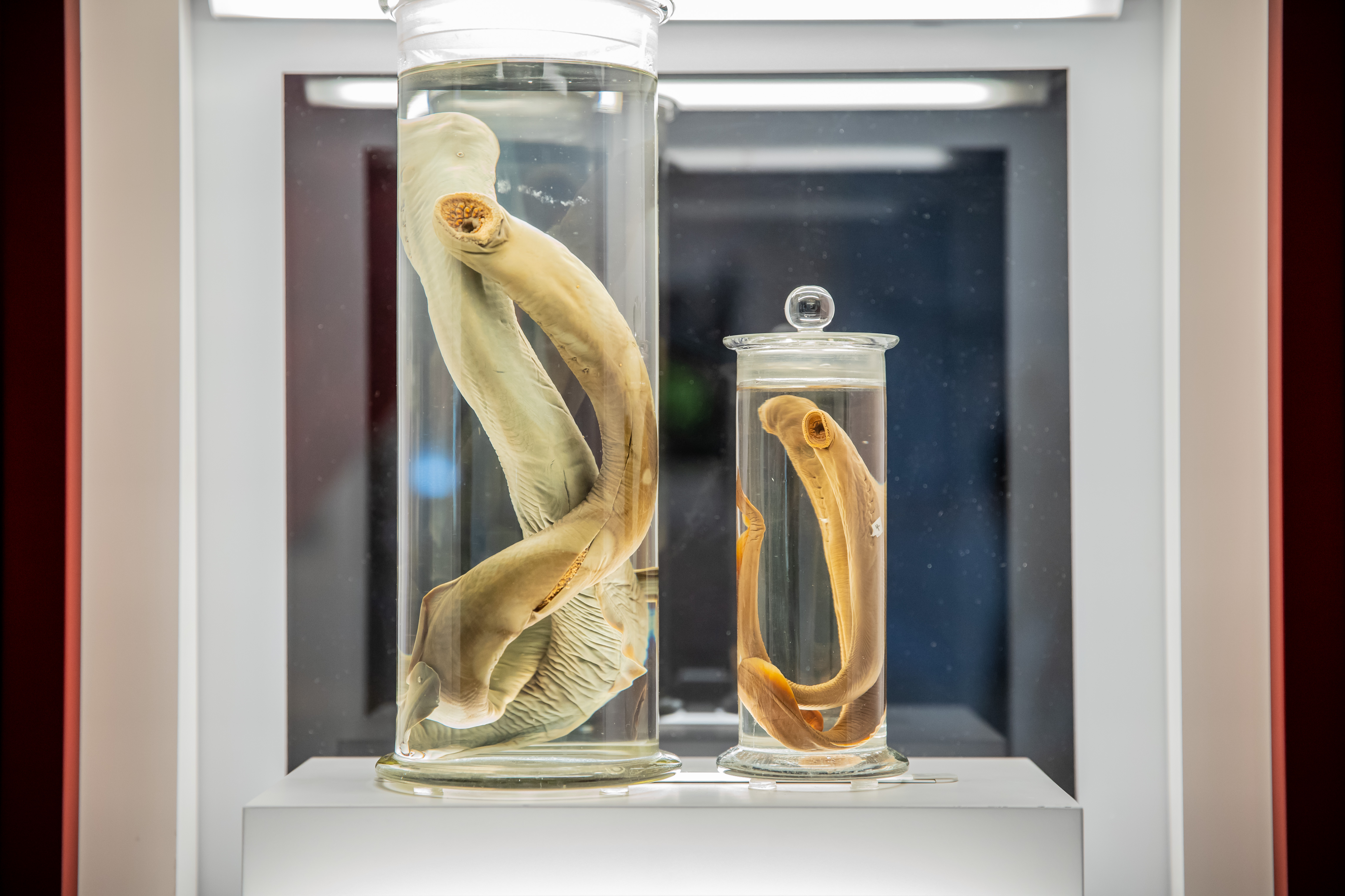 Jarred, preserved lampreys.