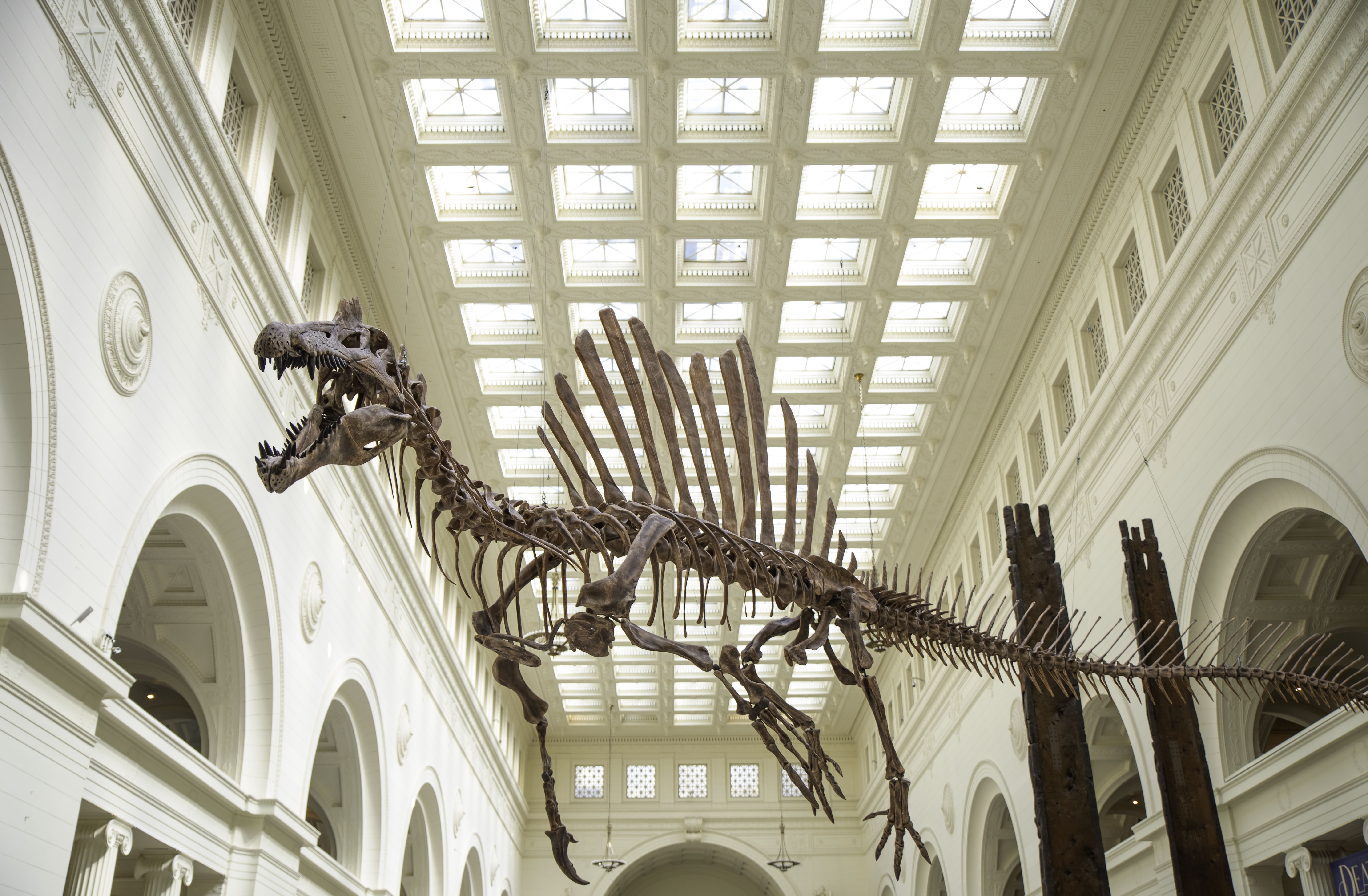 A spinosaurus fossil cast suspended from the ceiling of a large hall with skylights