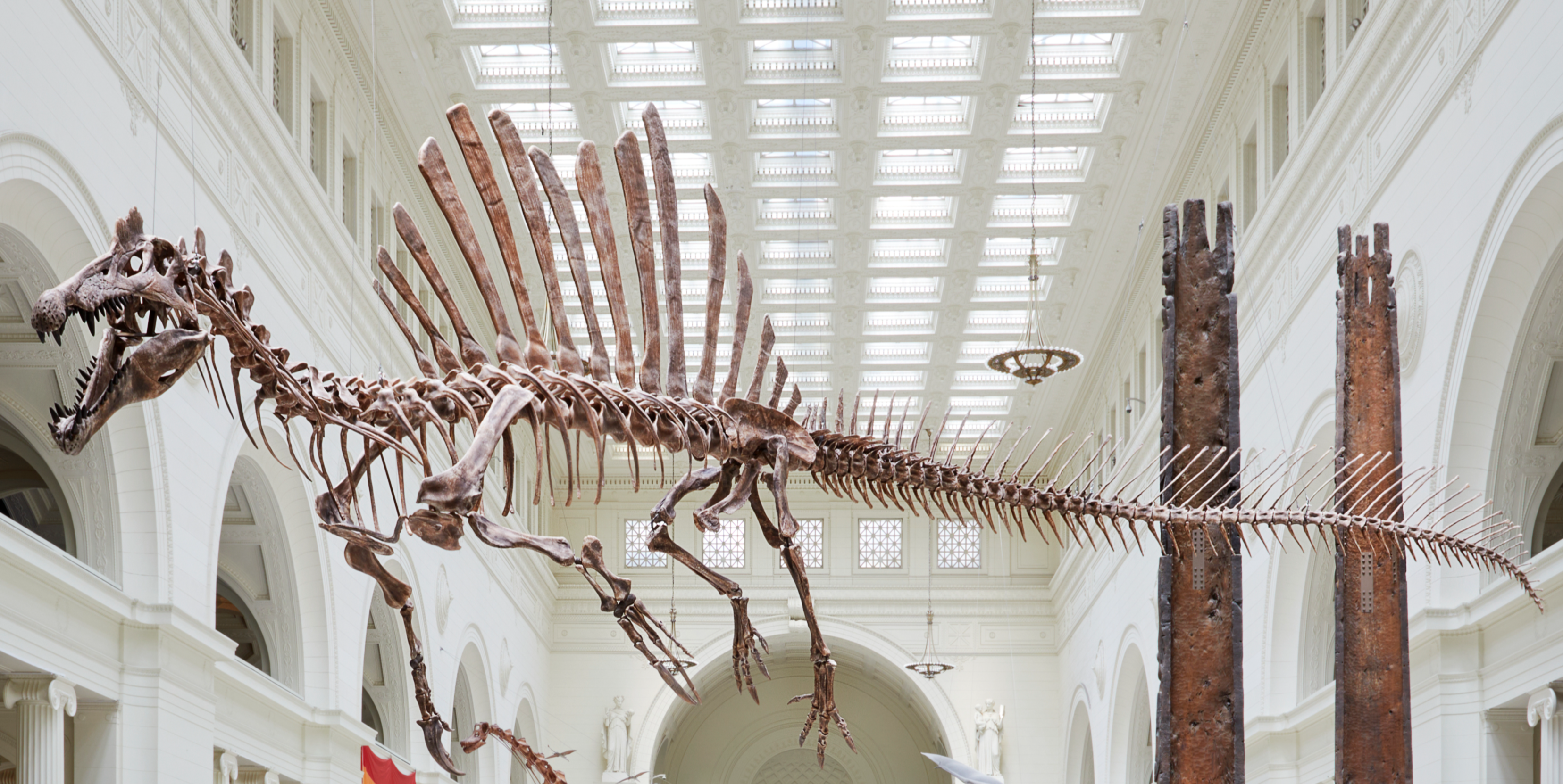 A spinosaurus fossil suspended from the ceiling in the museums' Stanley Field Hall.