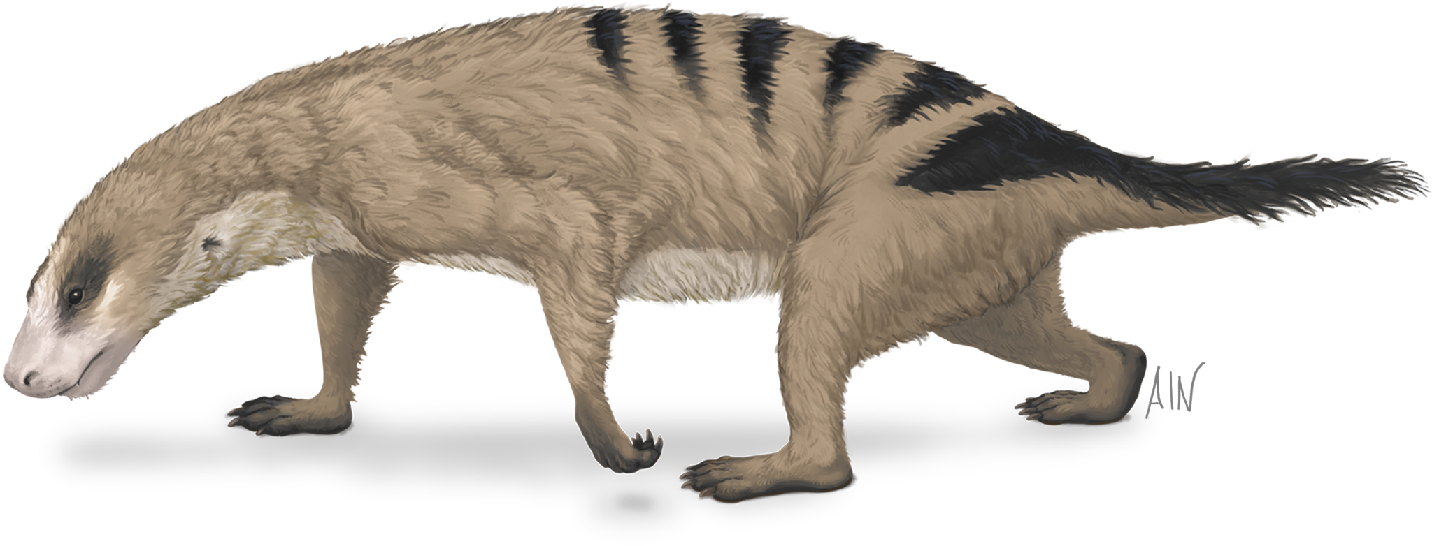 an illustration of an early mammal called thrinaxodon. It's light brown in color with black markings on its rear back and tail. It has a long narrow neck and body, relatively short legs with claws.