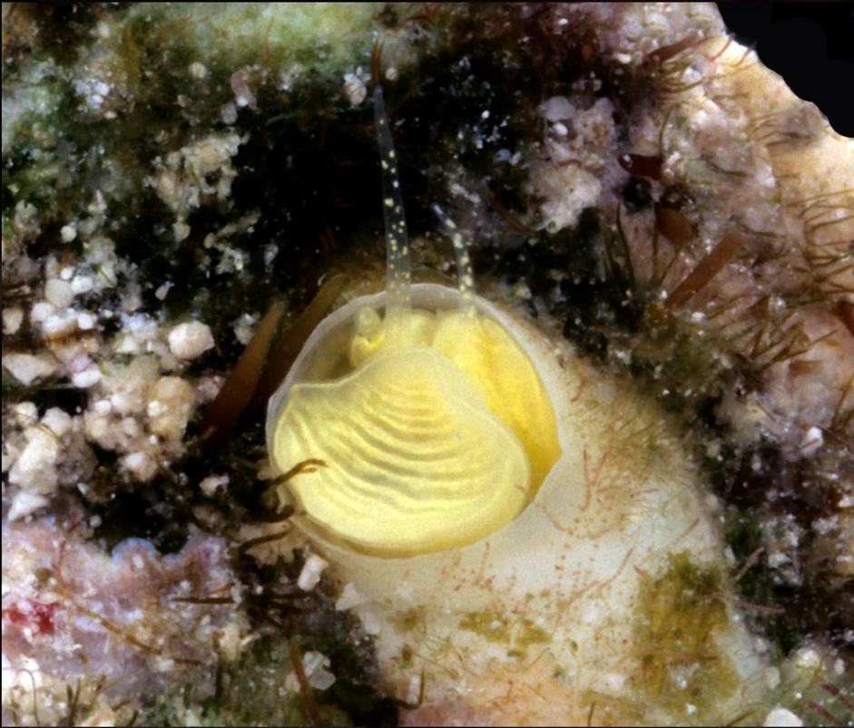 A bright yellow marine snail