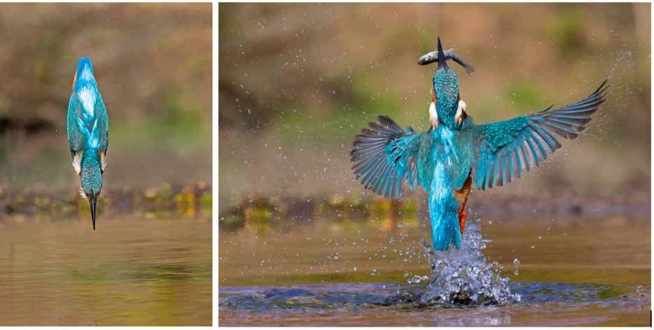 Left: a kingfisher diving into the water. Right: a kingfisher with a fish.