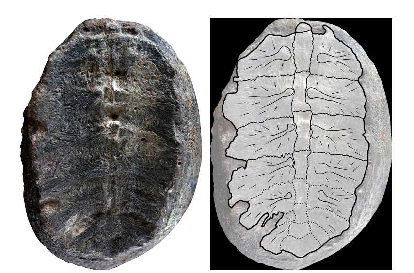 Left, a fossil of a baby turtle shell; right, Drawing highlighting the rib and back bones, superimposed onto the fossil.