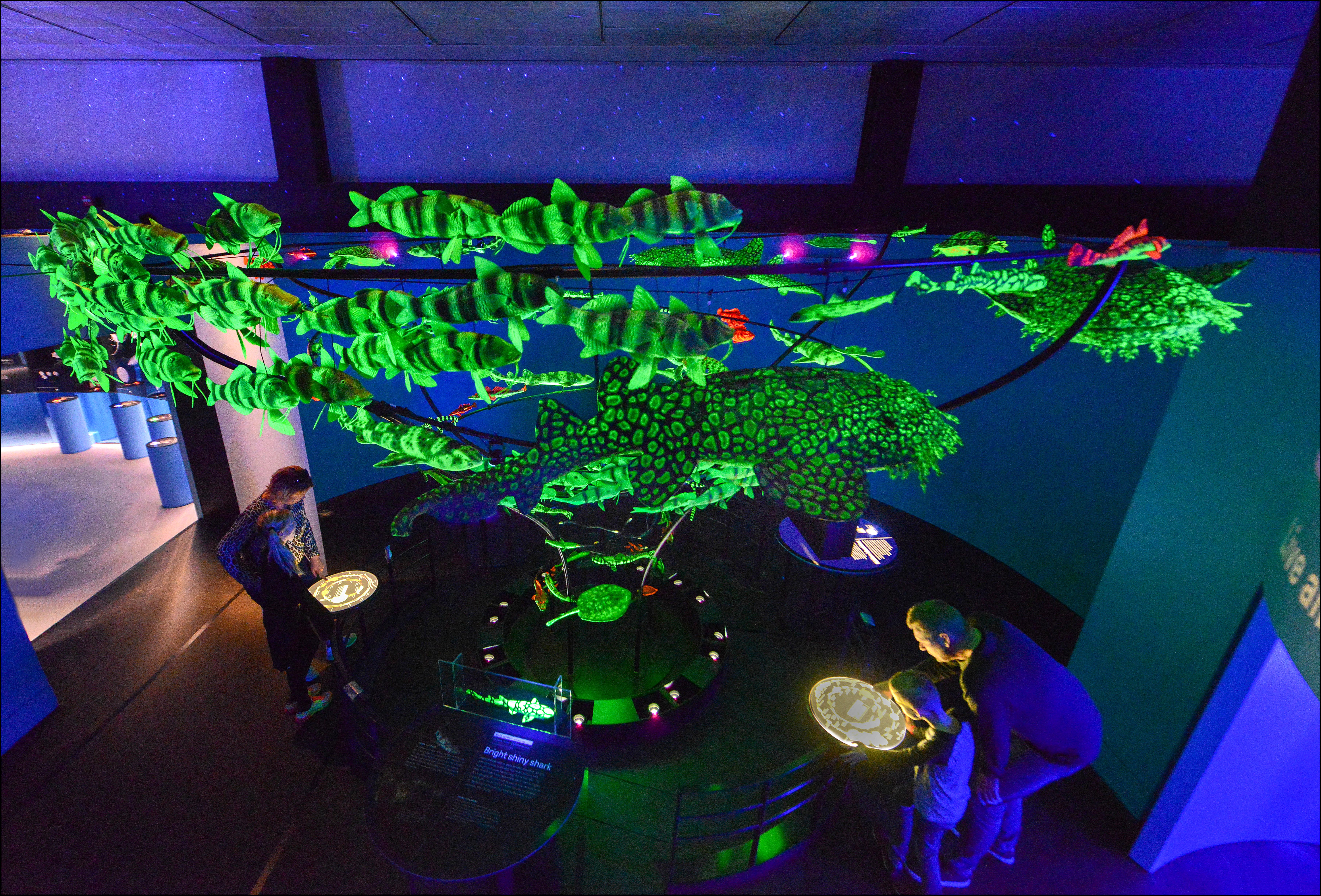 A floor-to-ceiling array of model bioluminescent creatures.