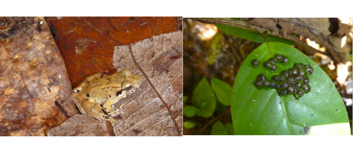 Left: a small golden-brown frog sits on a brown leaf. Right: grey-brown frog’s eggs, laid on a green leaf.
