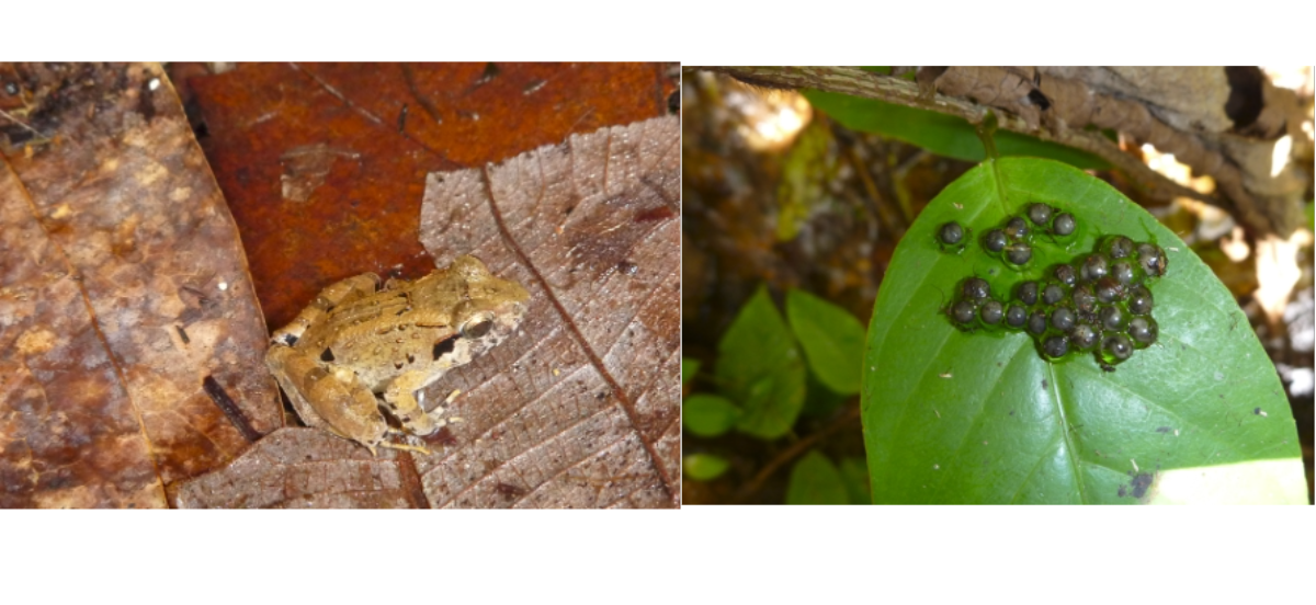 World's smallest “fanged” frogs found in Indonesia - Field Museum