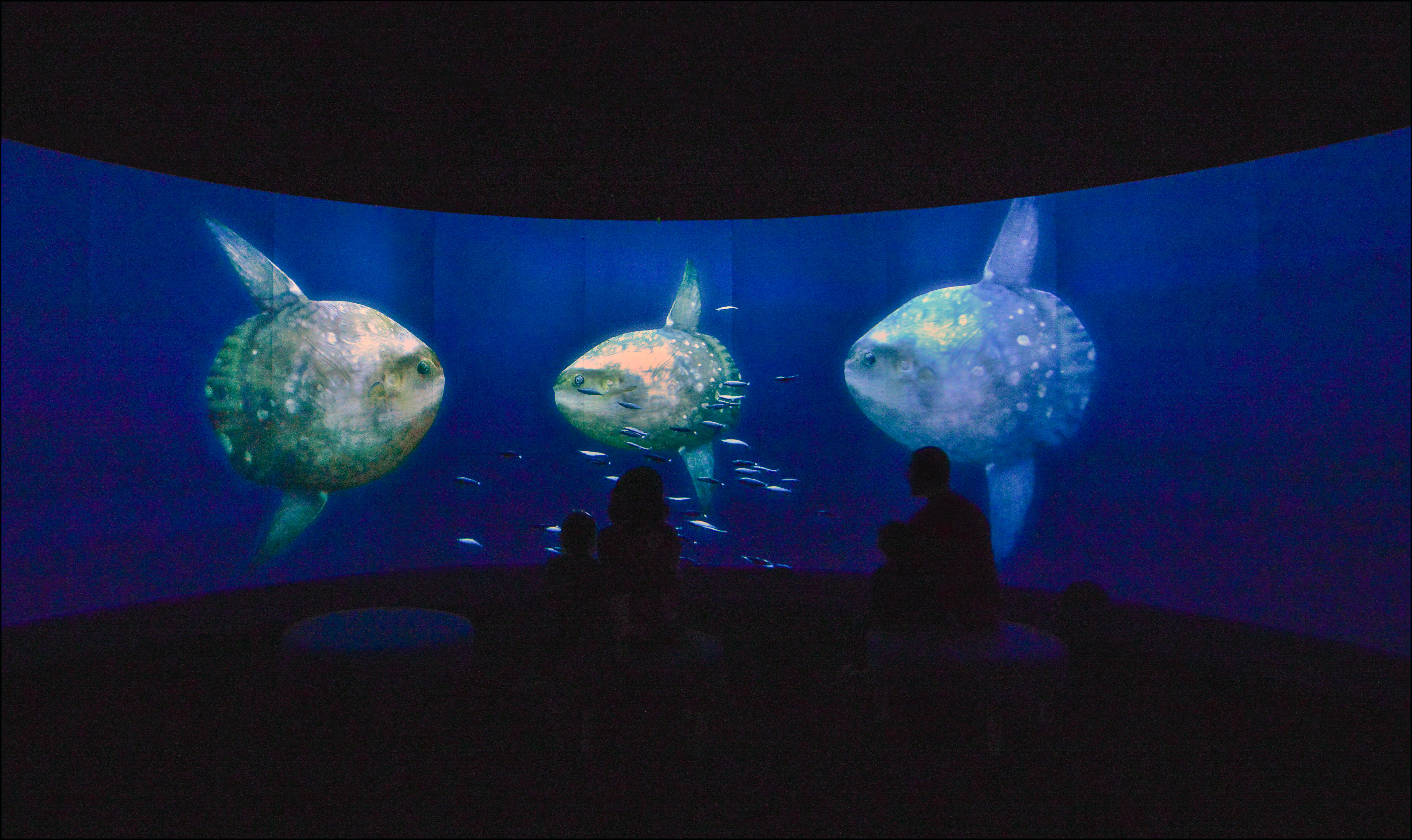 The 180-degree screen displaying fish swimming by.