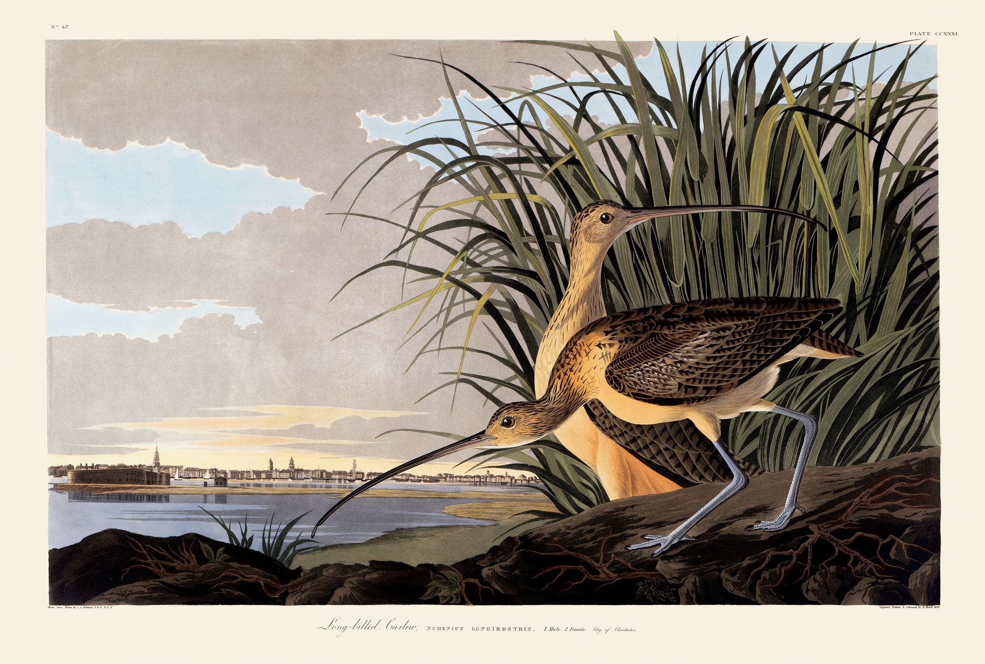 Two birds with very long, thin beaks poke around at the edge of the water. They’re a light yellow-tan color on the underside, with dark brown patterned wings folded on their backs. They have lanky, blue legs. Green reeds are directly behind the birds, and a small city skyline is off in the far distance.