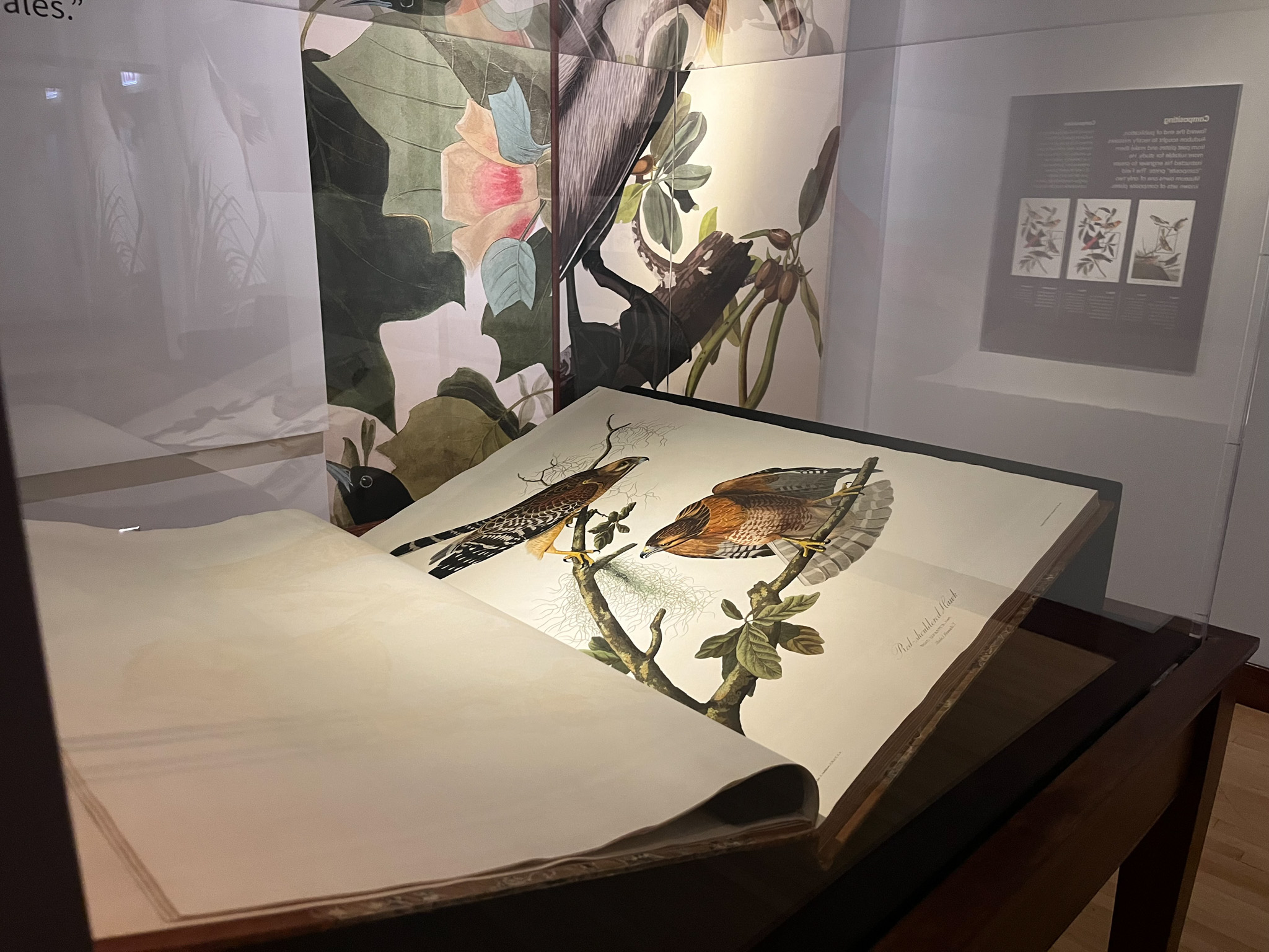 A very large book with artistic renderings of birds is seen in a glass display case.