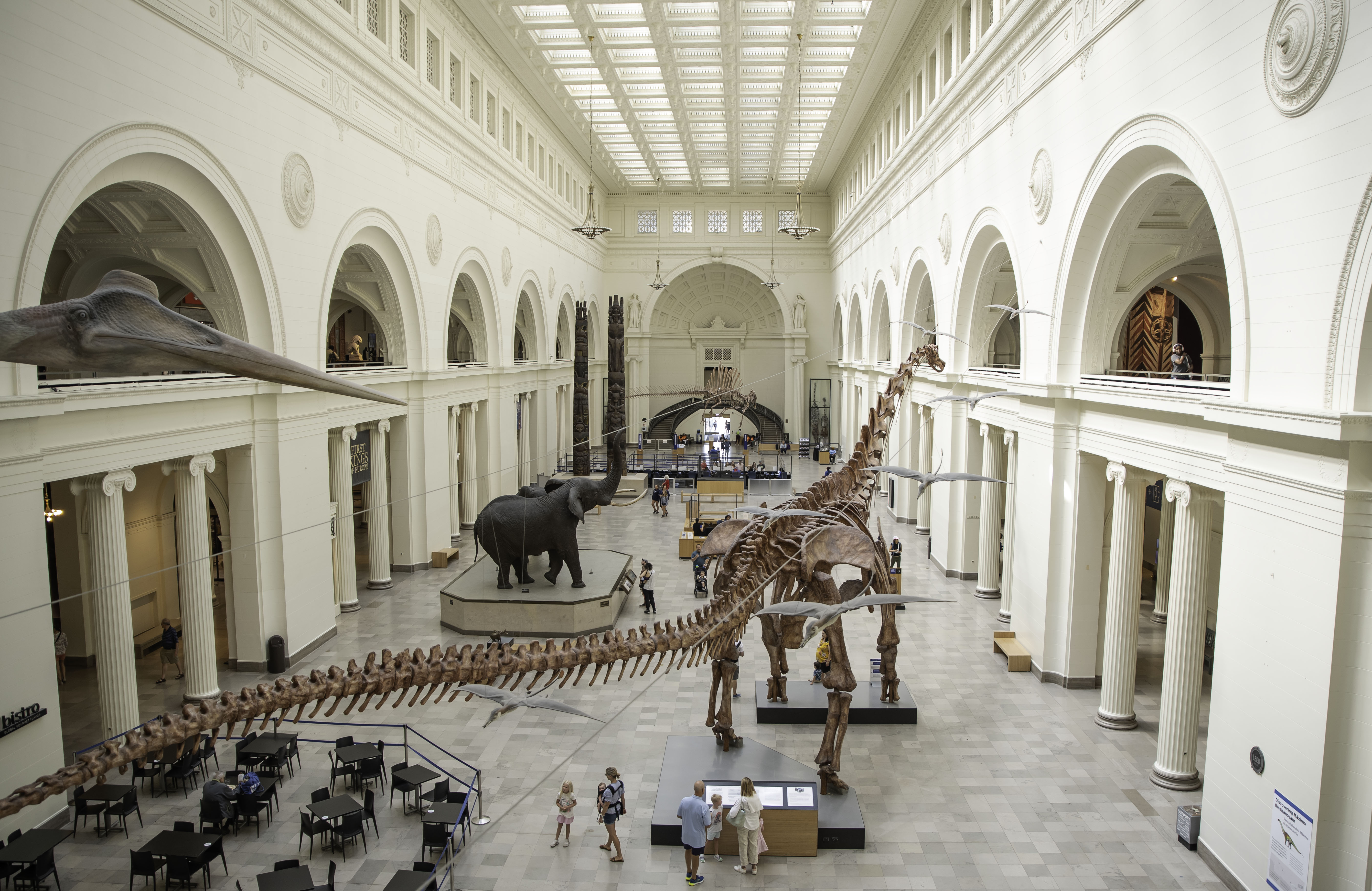 Looking from the upper level mezzanine at the museum's main hall. Visible are a large dinosaur fossil, taxidermied elephants and seating for the restaurant.