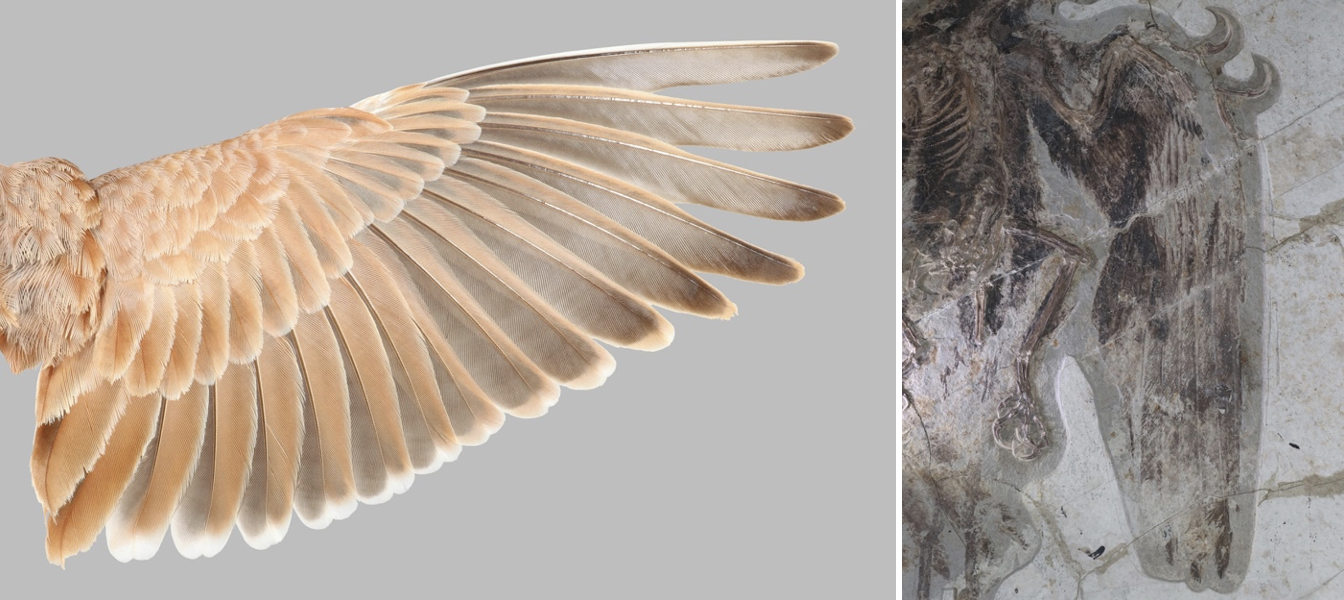 Left: The flight feathers of Temminck's Lark. Right: The wing of a fossil bird, Confuciusornis.