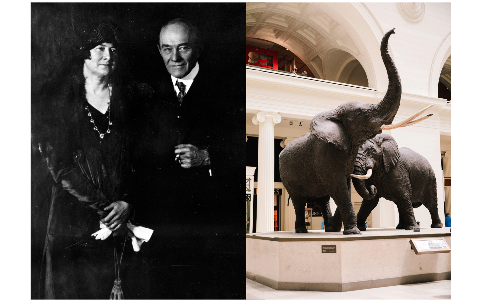 Right, Delia and Carl Akeley; left, two taxidermied elephants