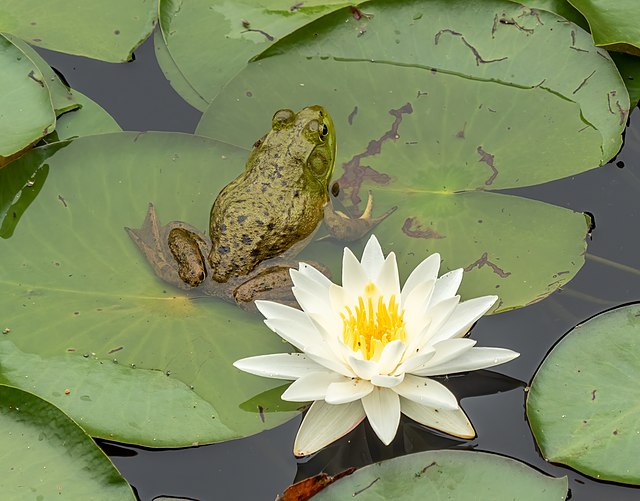 a green frog sitting on a lily pad, with a white flower