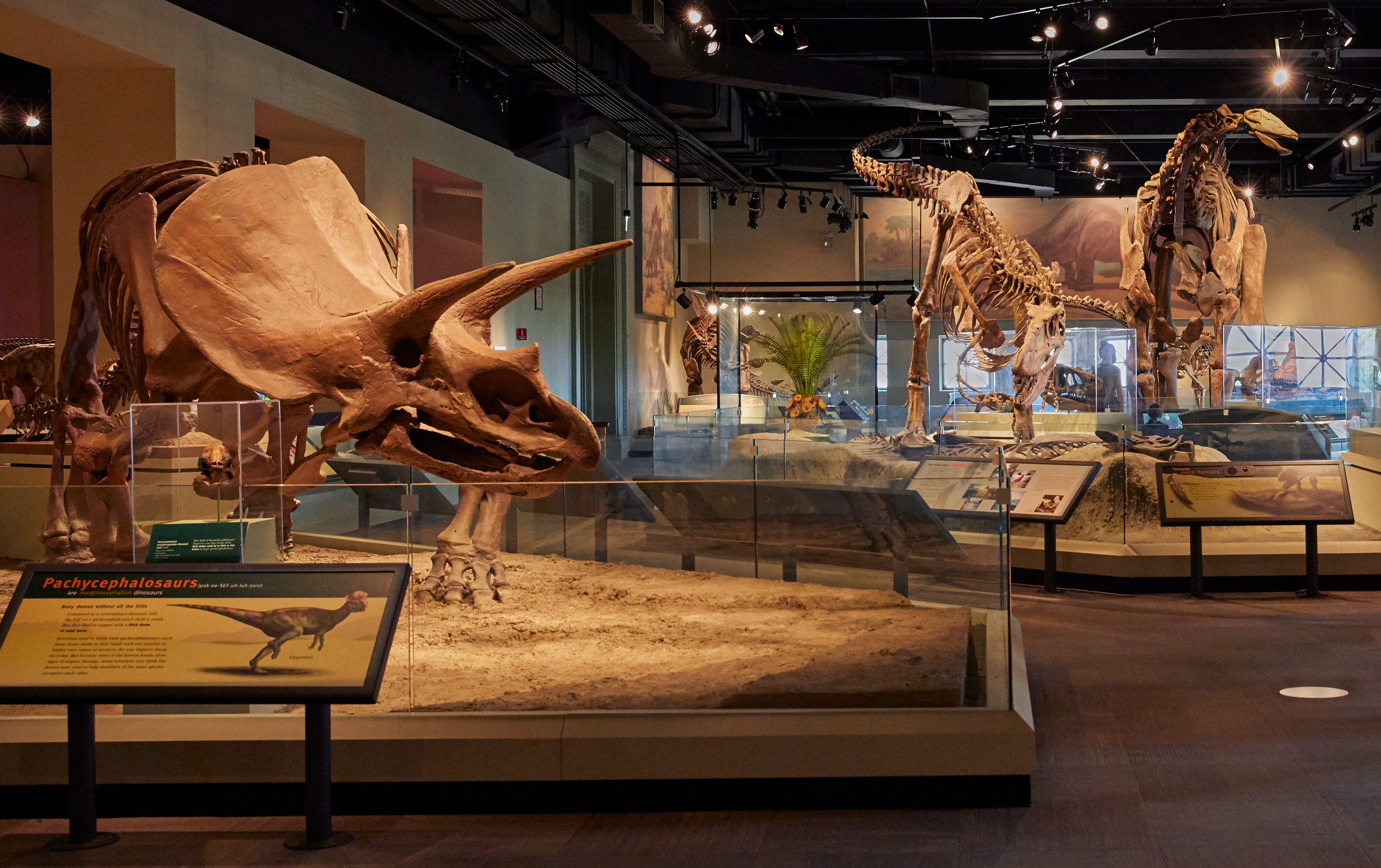 Dinosaur fossils mounted and on display in a museum exhibition